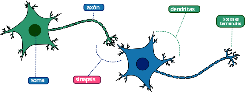 Capítulo 10 Redes Neuronales Artificiales y Aprendizaje Profundo | Ciencia  de Datos para Ciencias Naturales