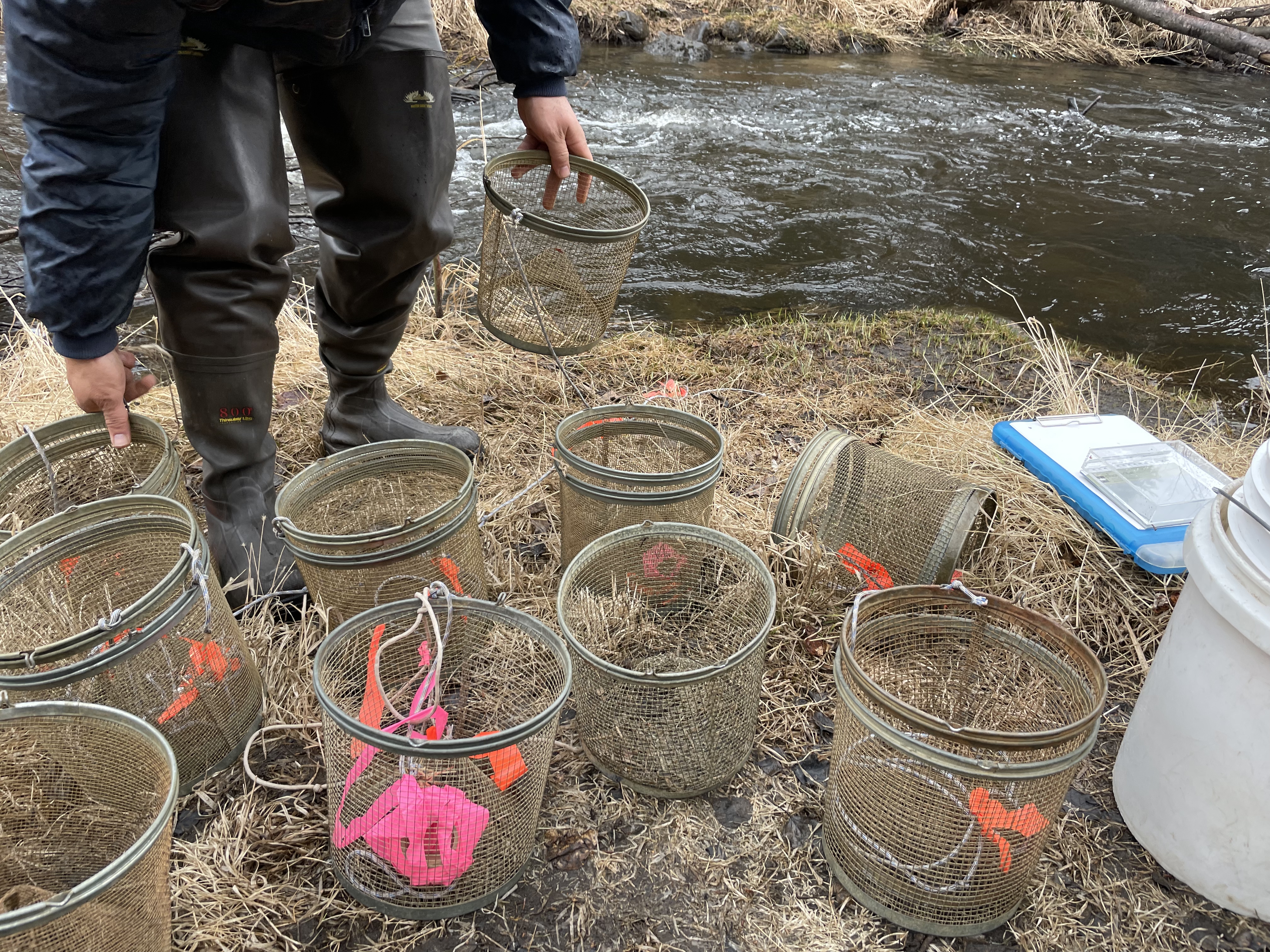 Minnow traps being prepared at by Trout Unlimited volunteers at a training workshop at Soldotna Creek in June 2021