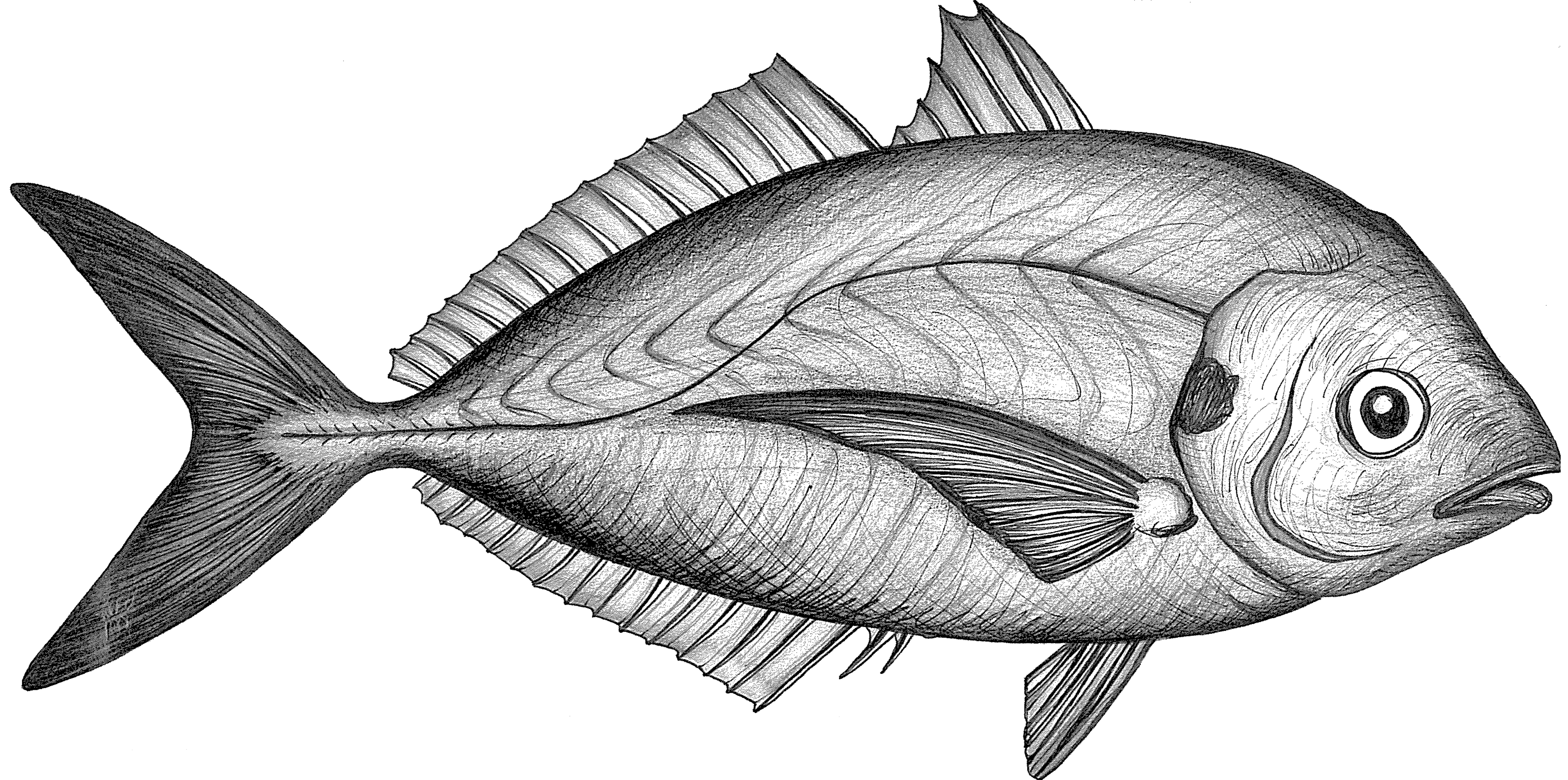 Trevally *Pseudocaranx georgianus* illustration by Leah Kemp.