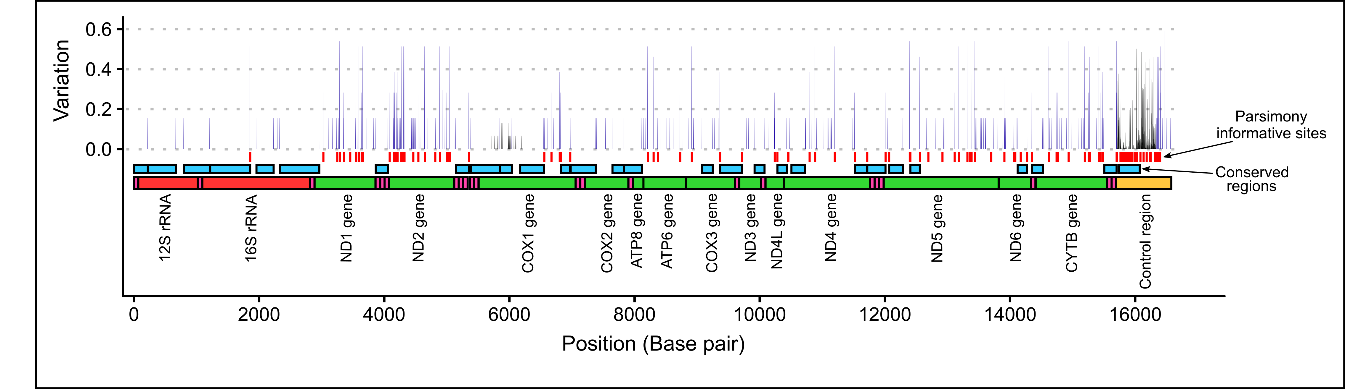 Within species variation at each nucleotide position among thirteen $\textit{P. georgianus}$ whole mitogenomes (blue), 304 partial control region sequences (black) and 30 partial COI sequences (black) as well as conserved regions and parsimony informative sites.