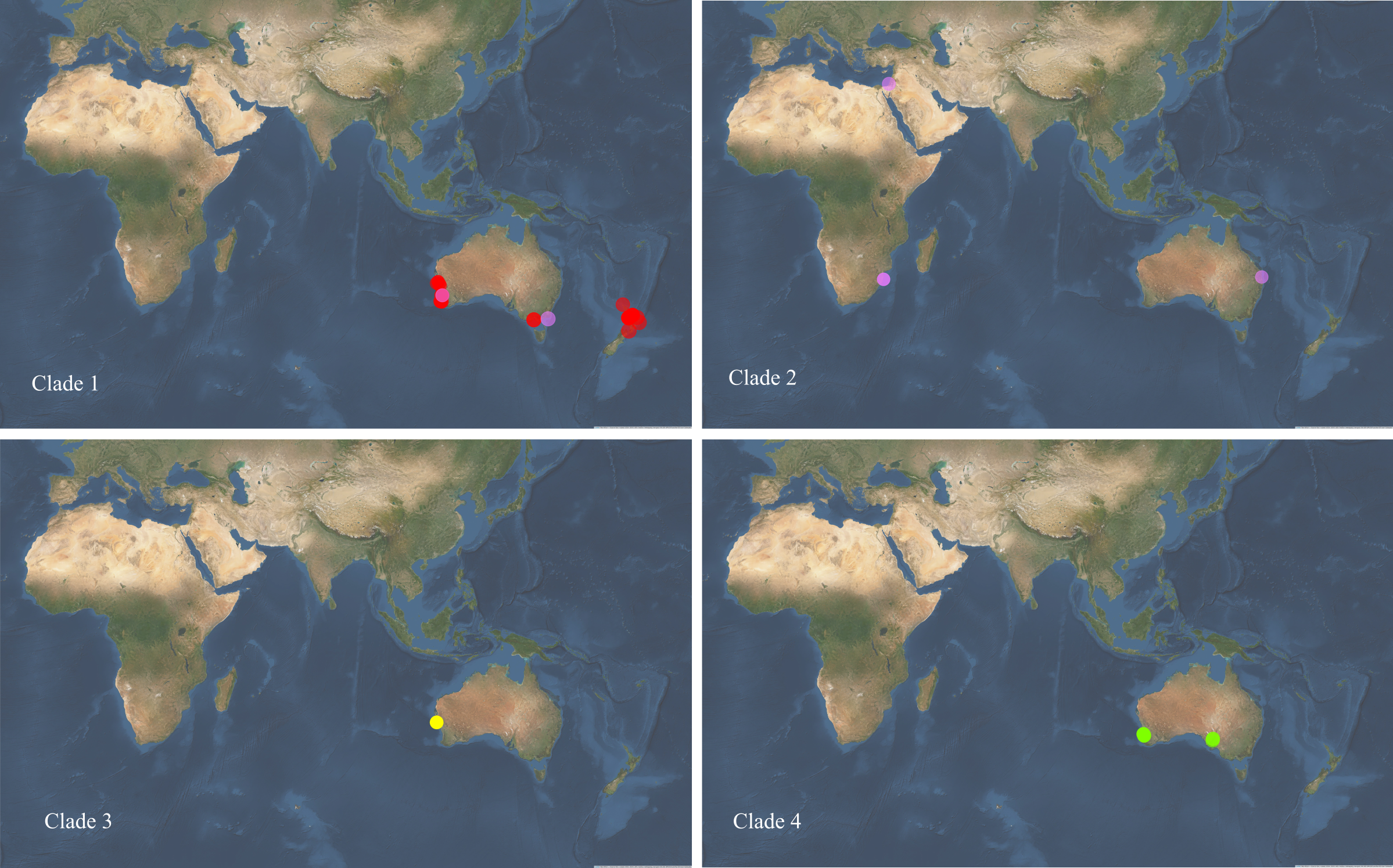 Sampling locations of the four major *Pseudocaranx* phylogenetic clades including *P. georgianus* (red), *P. dentex* (purple), *P. dinjerra* (yellow) and *P. wrighti* (green).