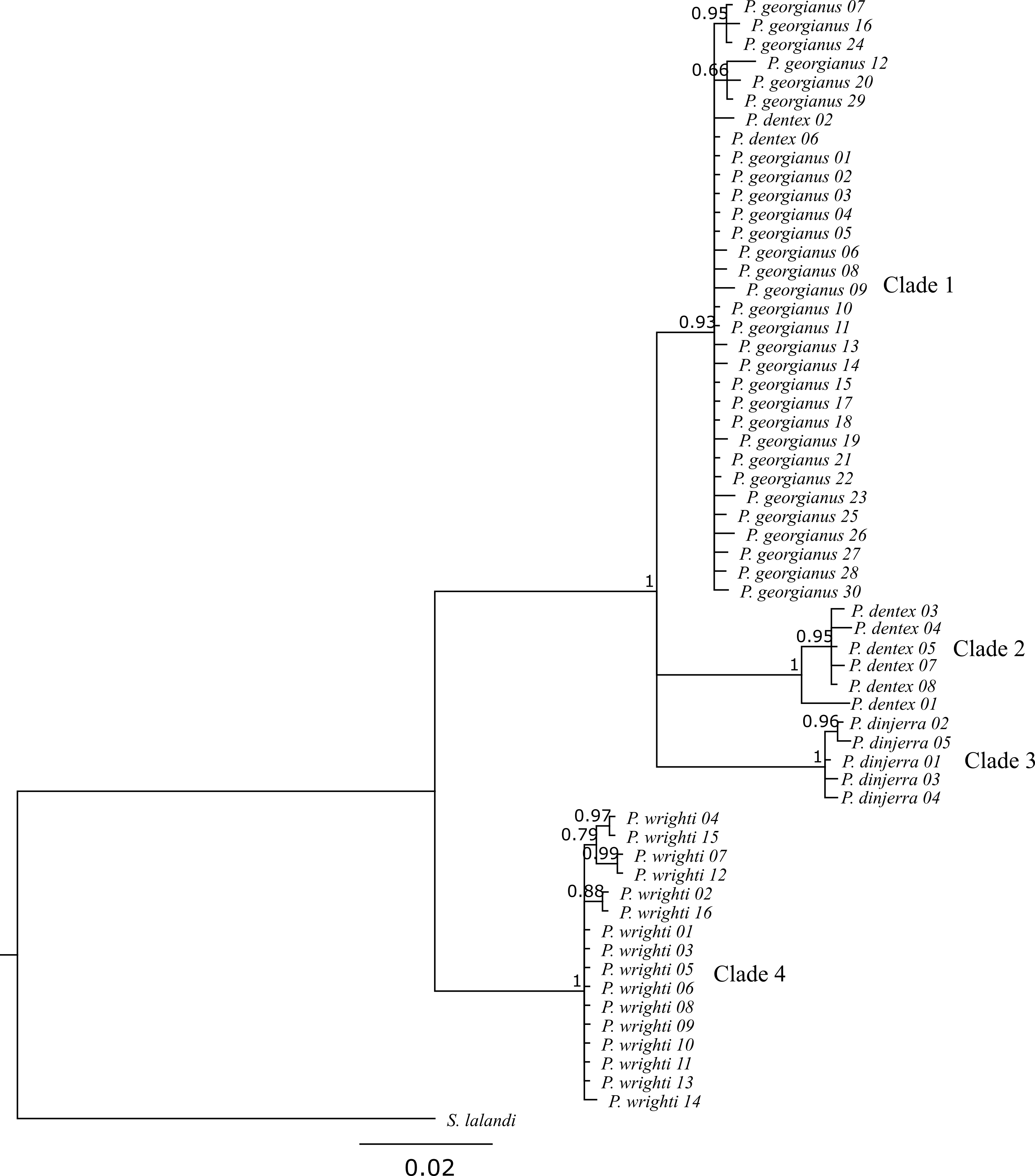 Bayesian *Pseudocaranx* phylogeny including posterior probabilities greater than 0.5.