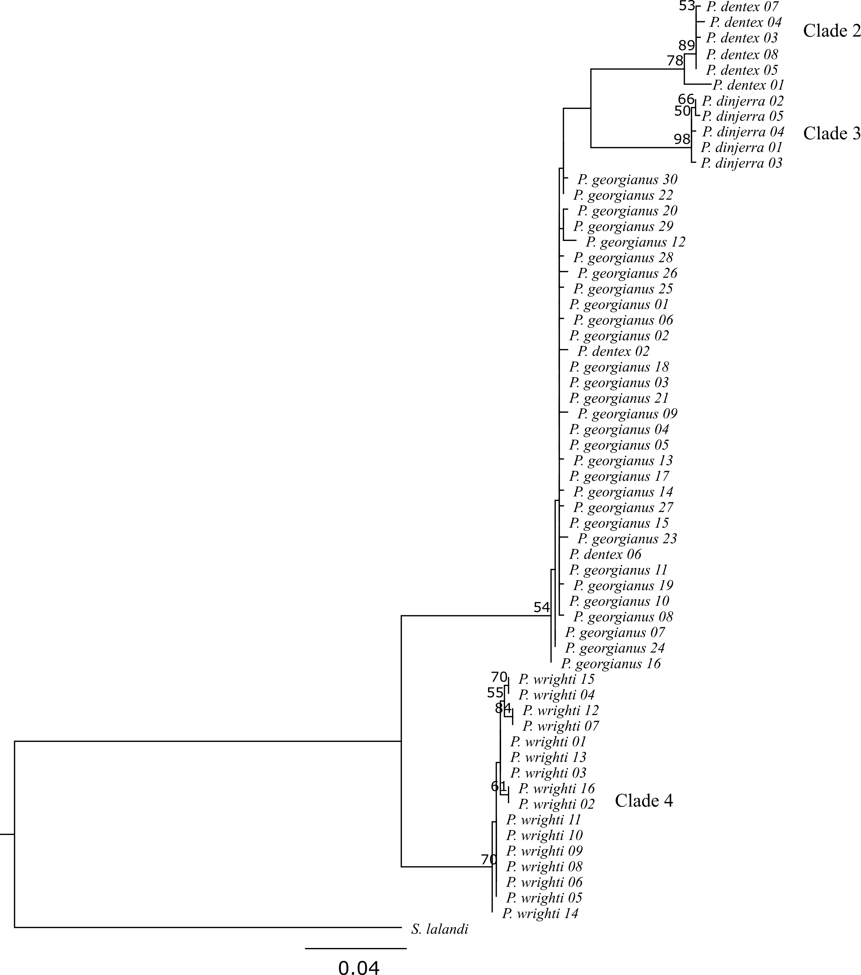 Maximum likelihood *Pseudocaranx* phylogeny including bootstrap support greater than 50.