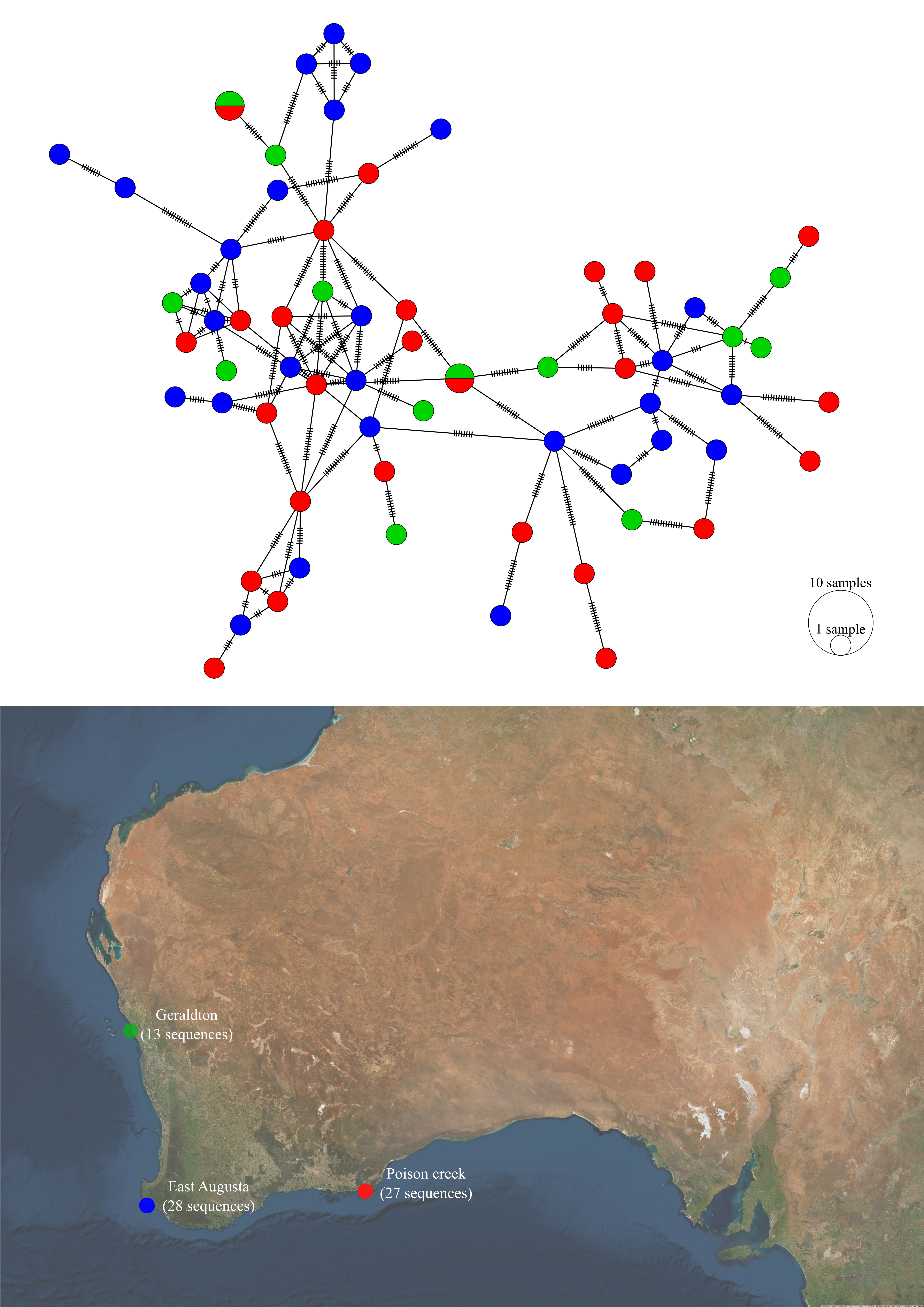 Haplotype network and sampling locations of *P. georgianus* from three locations in Western Australia.