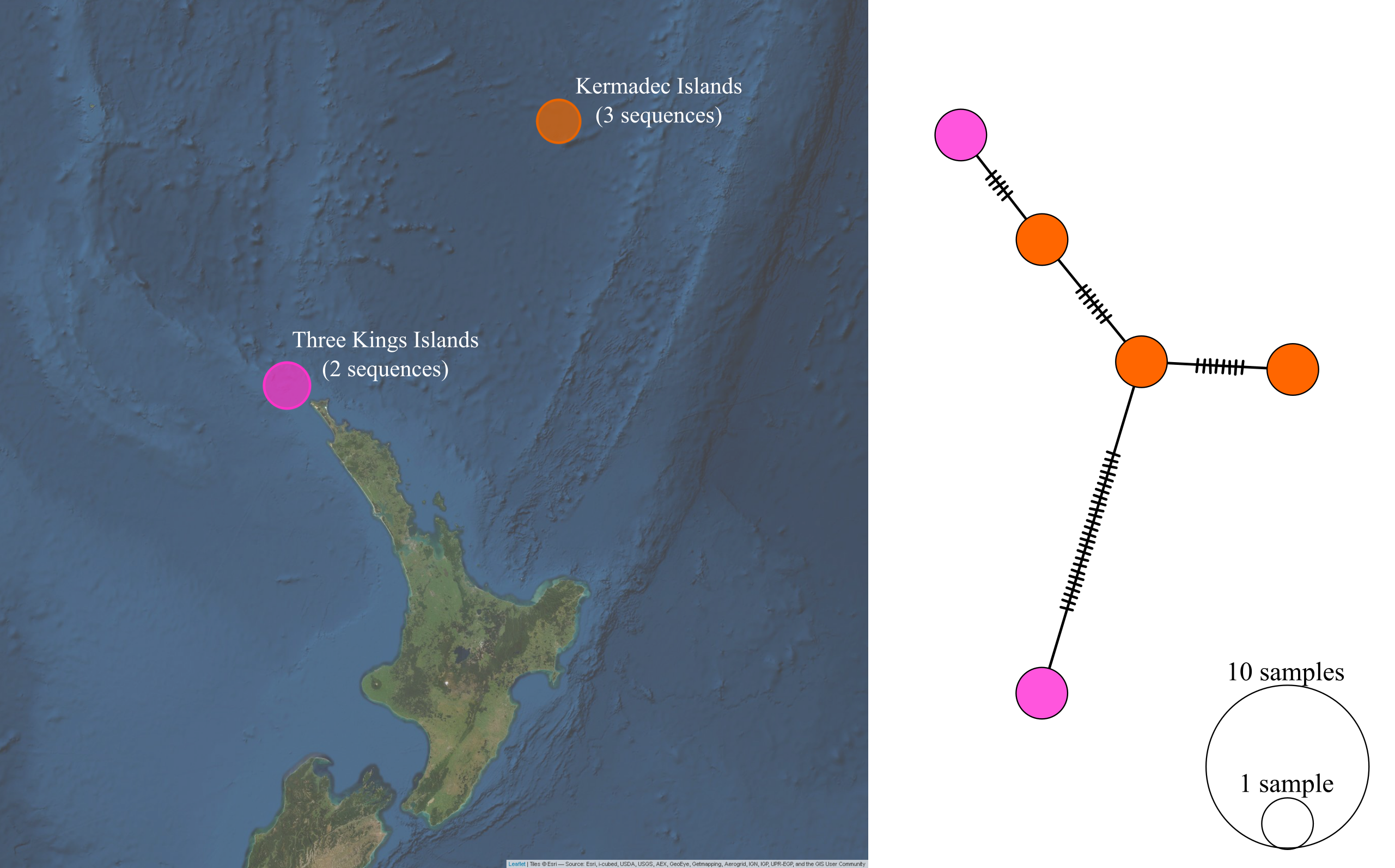 Haplotype network and sampling locations of *P. georgianus* from Three Kings Islands and Kermadec Islands.