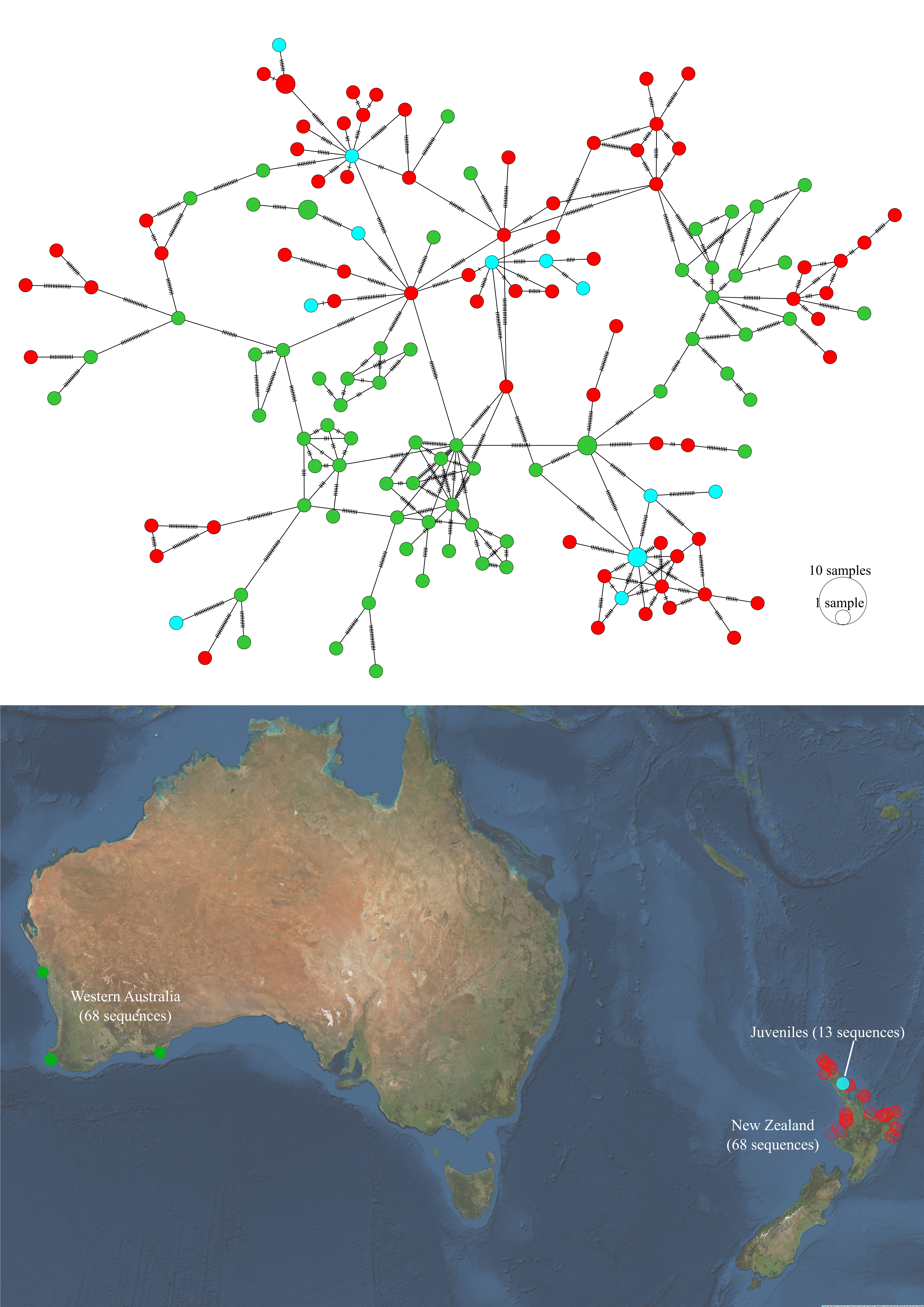 Haplotype network and sampling locations of juvenile *P. georgianus* from Whangarei (New Zealand), adult *P. georgianus* from Western Australia and adult *P. georgianus* from New Zealand.