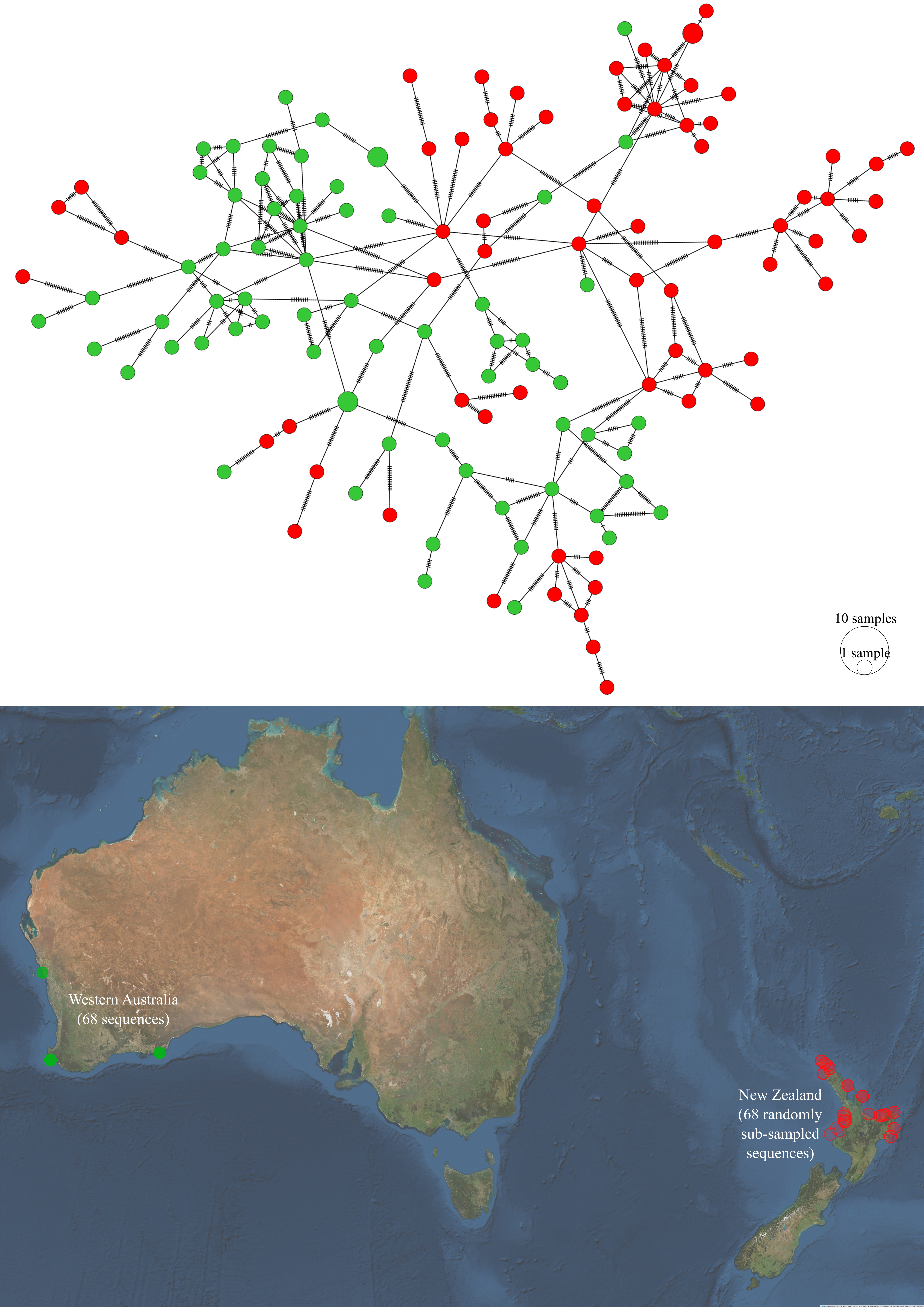 Haplotype network and sampling locations of *P. georgianus* from New Zealand and Western Australia.