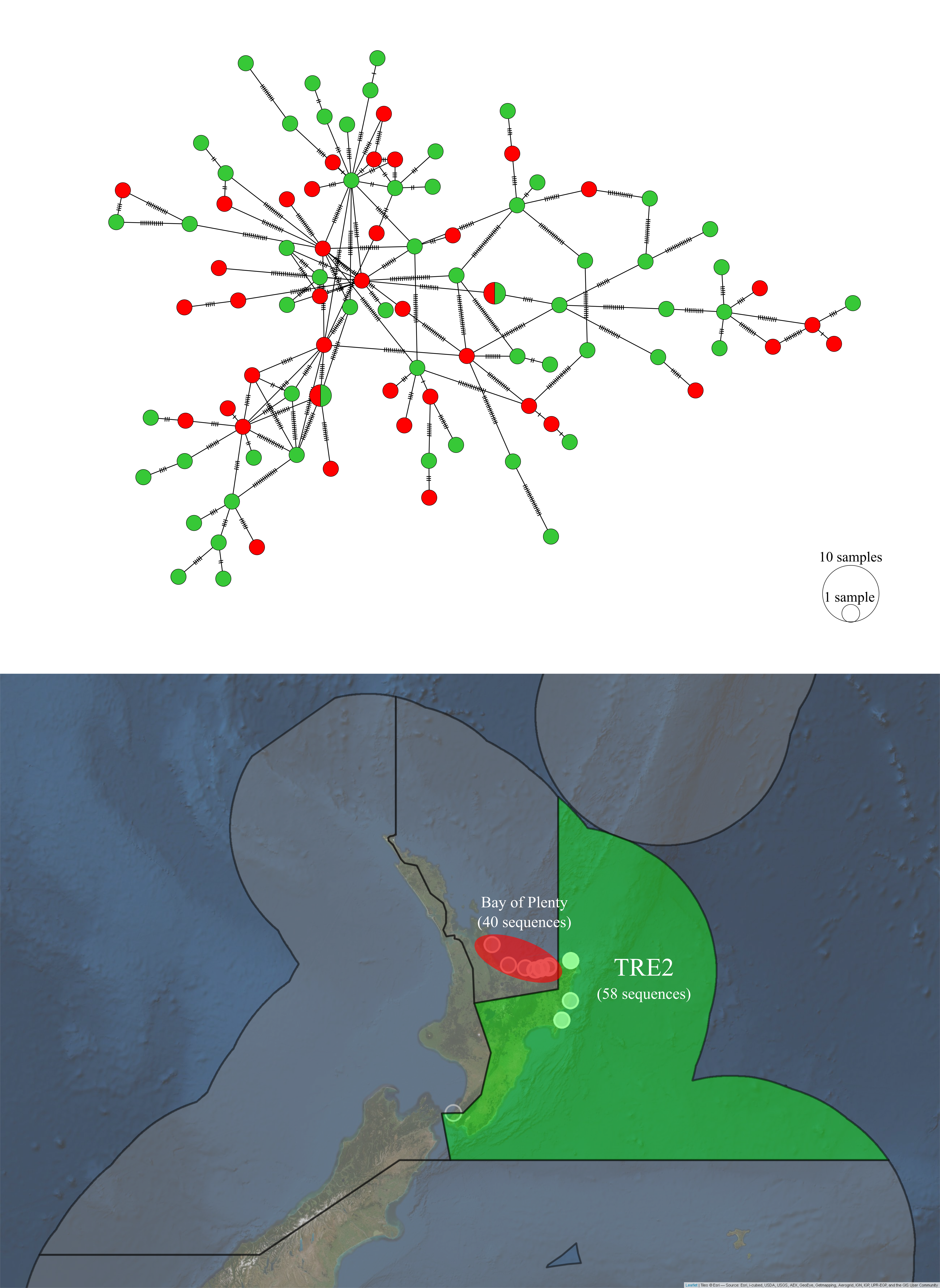 Haplotype network and sampling locations of *P. georgianus* sampled from the Bay of Plenty and TRE2.