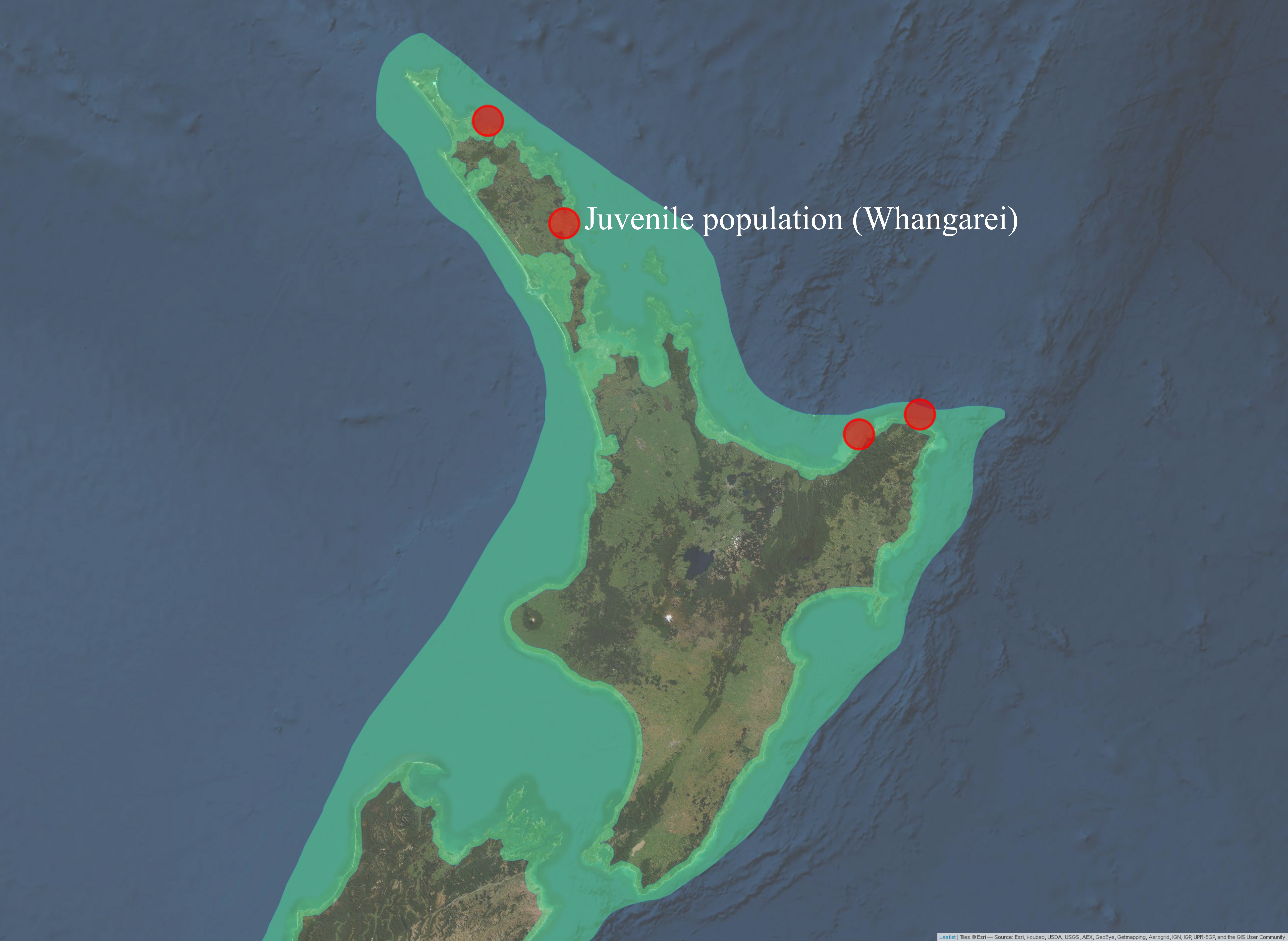 Sampling locations of adult *P. georgianus* with the same haplotypes as juveniles caught in Whangarei (top) or haplotypes with one (middle) or two (bottom) single nucleotide differences.