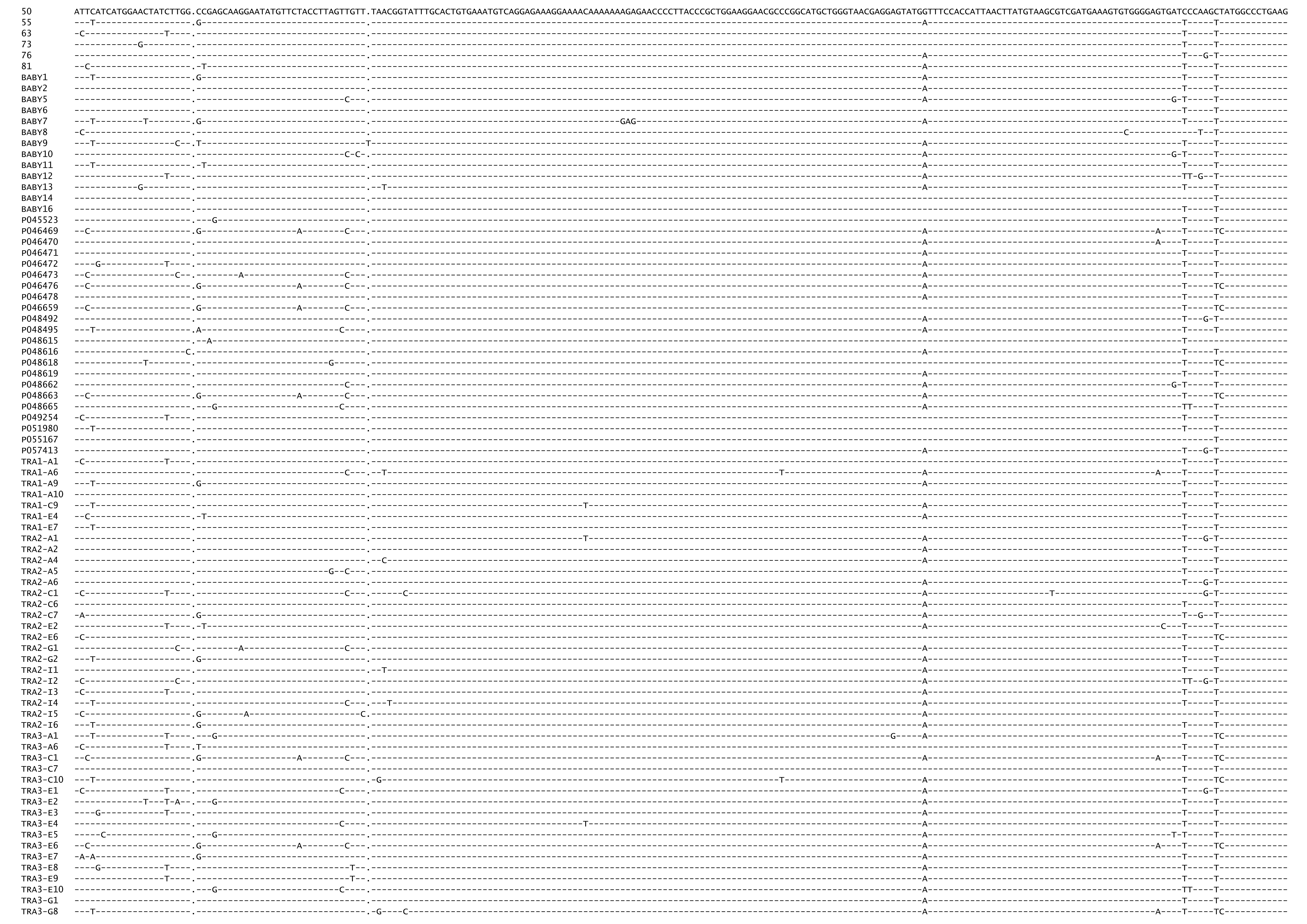 Final control region alignment (83 of 304 sequences).