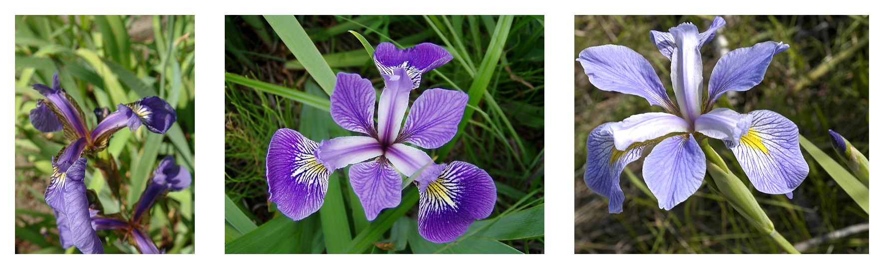 Iris setosa (by Radomil, CC BY-SA 3.0), Iris versicolor, (by Dlanglois, CC BY-SA 3.0), 和 Iris virginica (by Frank Mayfield, CC BY-SA 2.0)