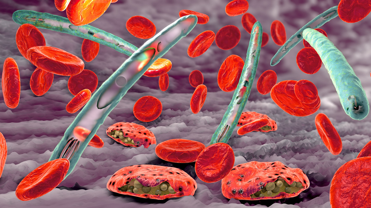 感染红细胞的疟原虫