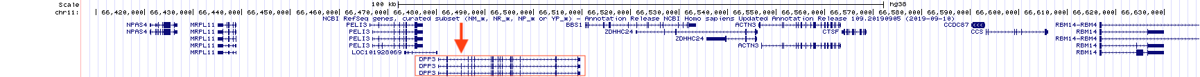 Notice how DPP3, highlighted with a red box, begins and ends transcription at the same location but the RNA transcript that is produced is spliced in three distinct ways to produce three alternative splice forms. One obvious difference is highlighted with a red arrow. The 2nd and 3rd splice forms have an exon not included in the topmost splice form listed. Click on the image to get a closer look. Click again to continue reading.