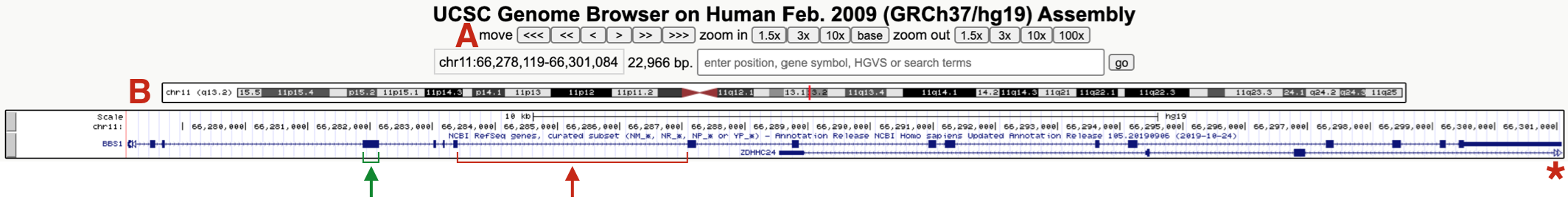 This is what the *BBS1 Gene Structure* named session should look like. One example of an exon and intron are highlighted. The asterix points on the right highlights the open triangles extending from ZDHHC24 indicating that this gene extends further to the right. (A) highlights the navigational toolbar and (B) highights the schematic of the chromosome where BBS1 resides. One exon (green bracket) and one intron (red bracket) are also shown.