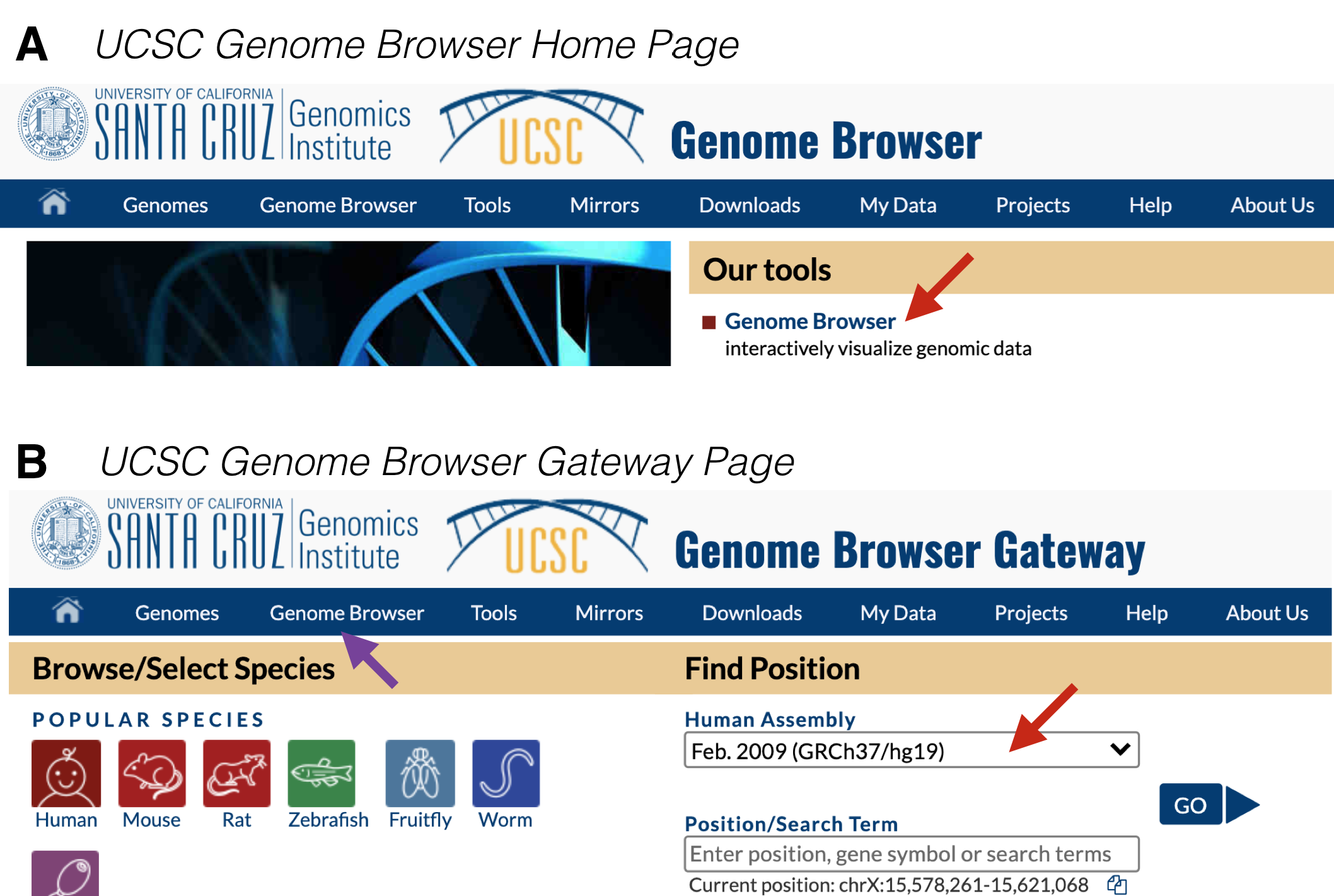 A) This is the UCSC Genome Browser Homepage. Click on *Genome Browser* (red arrow) to get to the Browser Gateway Page. B) This is the Browser Gateway Page. Choose the *Feb. 2009* Human assembly (red arrow) then click *Go*.