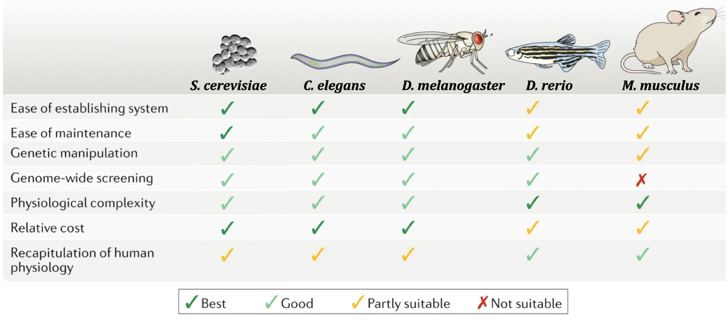 Popular model orgsanisms used in genetic and biomedical research. Advantages and disadvantages are listed from cheapest (yeast) to most expensive (mice). This image was modified from Kim et al. 2020, Nature Reviews Molecular Cell Biology