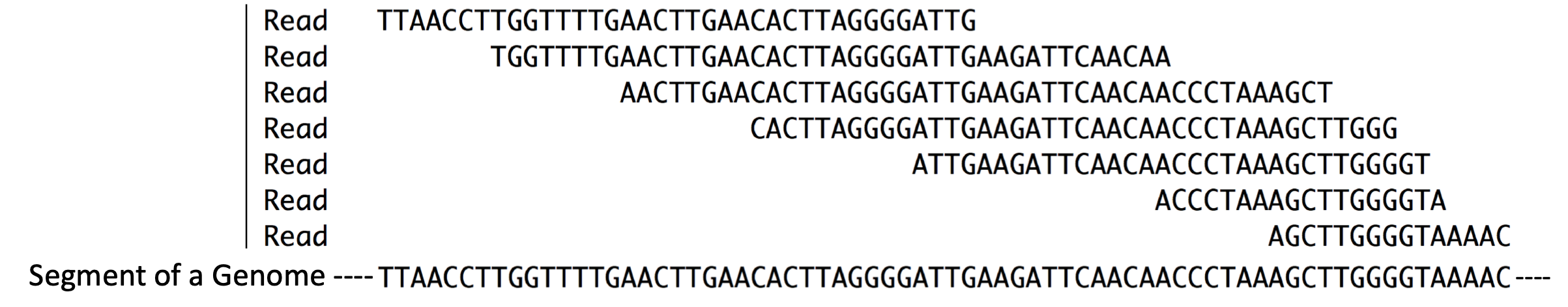 Reads = Sequence reads. They are typically short. These sequence reads align (match) the short segment of genome shown below. Compare the sequences that are placed directly above one another.
