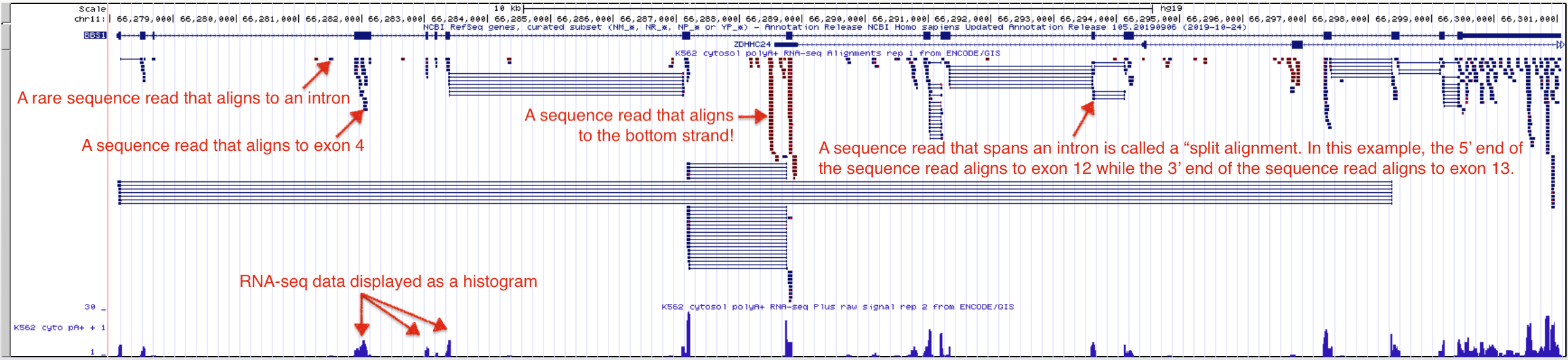 The Encode evidence track here shows high throughput sequencing of RNA samples from the K562 immortal cell line. The Alignment view on top shows where the sequence reads align to the genome including alignments that map to a single exon and *split alignments* that are interrupted by an intron. Sequences determined to be transcribed on the positive strand are shown in blue. Sequences determined to be transcribed on the negative strand are shown in red. Click on the image to enlarge.