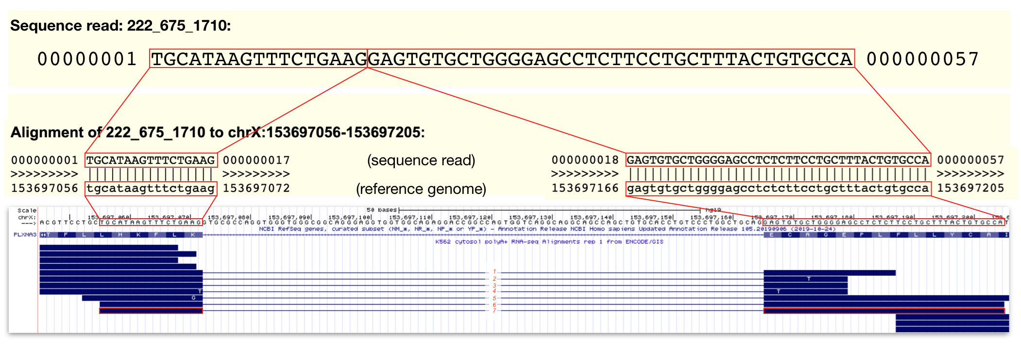 The top panel contains the sequence data for a single sequence read (read ID: 222_675_1710). The middle panel displays the alignment between this sequence read and the reference genome. Regions identical in sequence are boxed and connected by lines. Notice that the alignment is *split*. **This is because the sequence read does NOT align to one single contiguous stretch of genomic DNA**. The bottom panel is a display of all the sequence read alignments that map to a small region of PLXNA3 including 222_675_1710 outlined in red. In this region, I count 7 split alignments that span intron 24 of PLXNA3. Click image to enlarge.