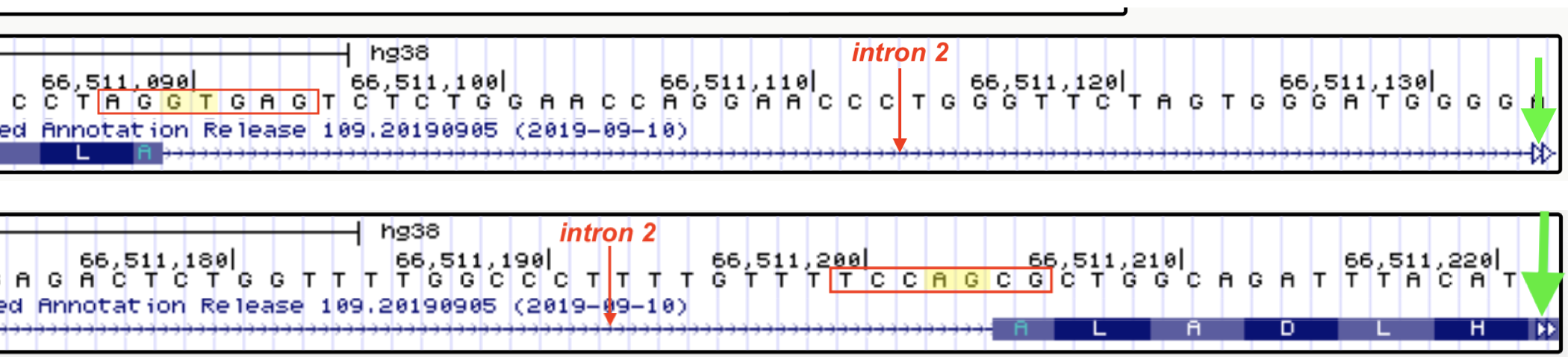 The exon-intron junctions of intron two are shown here. The sequences boxed in red outline the sequence that were input into row 2 of the table above. The top image includes the 5' end of intron 2. The bottom image includes the 3' end of intron 2. The 5' (top) and 3' (botom) splice sites are highlighted in yellow. To quickly jump to the next intron-exon junction, click on the open arrowhead on the far right (green arrows point to the open arrowheads). Another way to quickly view 5’ and 3’ splice site sequences is by clicking on the gene schematic in the NCBI Refseq track and then by clicking on the 'View details of parts of alignment within browser window' link.
