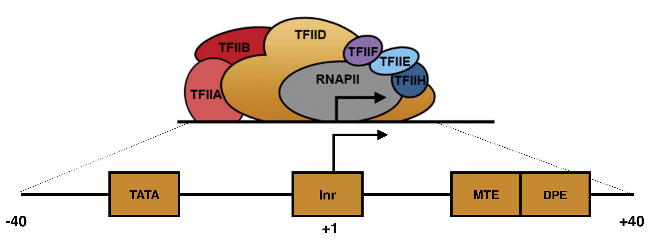 A schematic of a focused core promoter and the GTFs/RNA polymerase II that bind to it. The horizontal line is the genomic DNA. **TATA**, **Inr**, **MTE** and **DPE** are DNA sequence motifs positioned along the core promoter as shown. The **Inr** spans the TSS (+1) while the **TATA-box** is upstream and the **MTE** and **DPE** motifs are downstream.  Image from Danino et al. 2015.