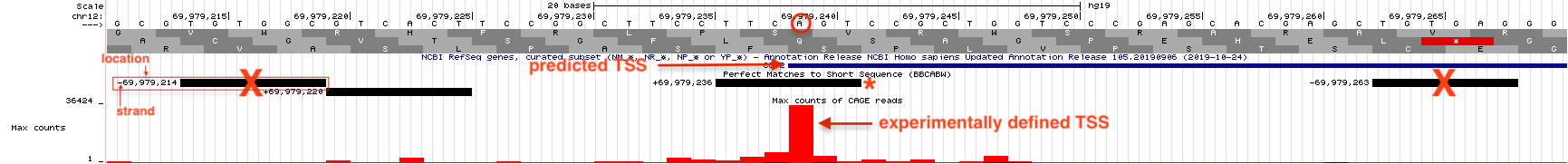Horizonatal black bars within the 'Short Match' evidence track describe the position of each consensus sequence (BBCA(+1)BW) found within this genomic region. Information about the precise nucleotide position and orientation is provided on the left (see boxed consensus on the left). The putative Inr for CCT2 is highlighted with a red asterix. This consensus sequence is found on the plus strand (same as CCT2) and is positioned directly below the experimentally defined TSS at 69,979,236 with the A at the putative +1 position.
