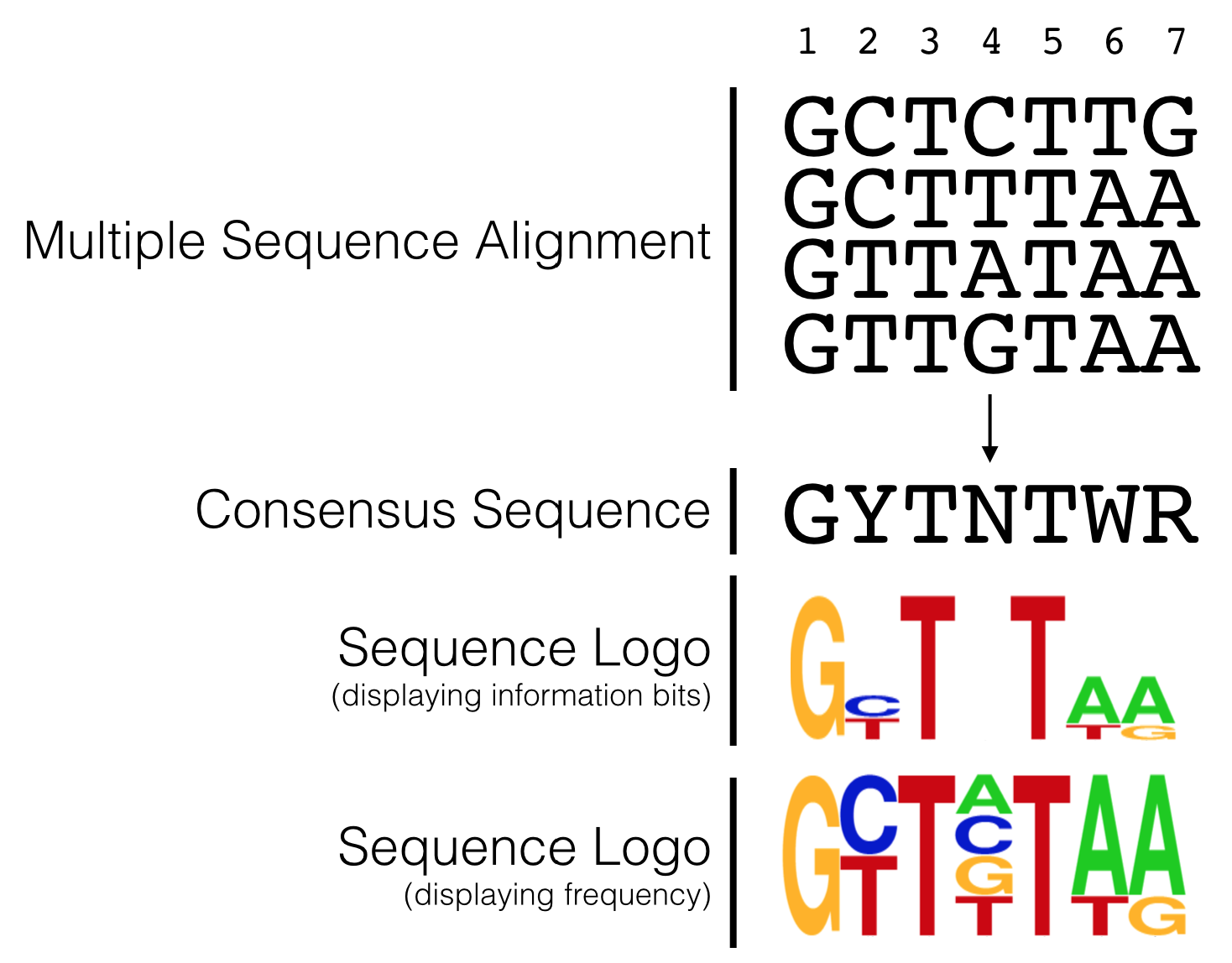 The hypothetical multiple sequence alignment is redrawn as a consensus sequence including IUPAC codes, or as a sequence logo with either information bits or frequency as the Y axis.