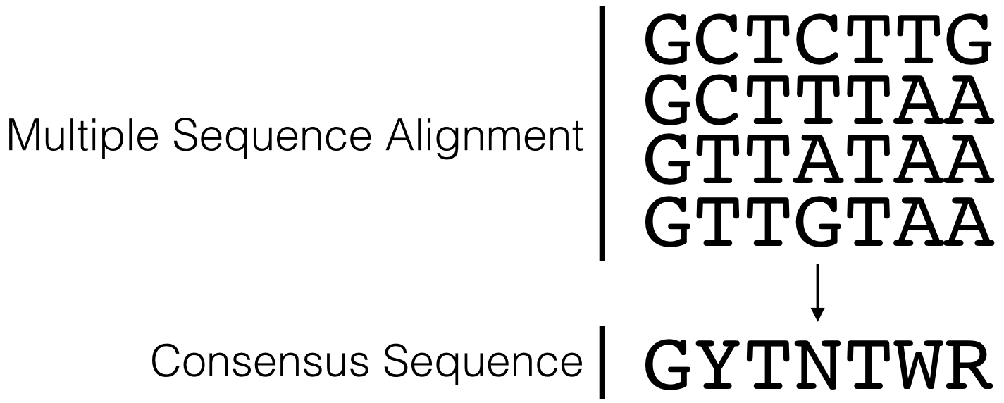 This is a simple multiple sequence alignment (MSA) that includes only 4 sequences. The consensus sequence corresponding to this alignment is written directly below. It was created by examining the observed frequency of each nucleotide present in each column of sequence in the MSA.