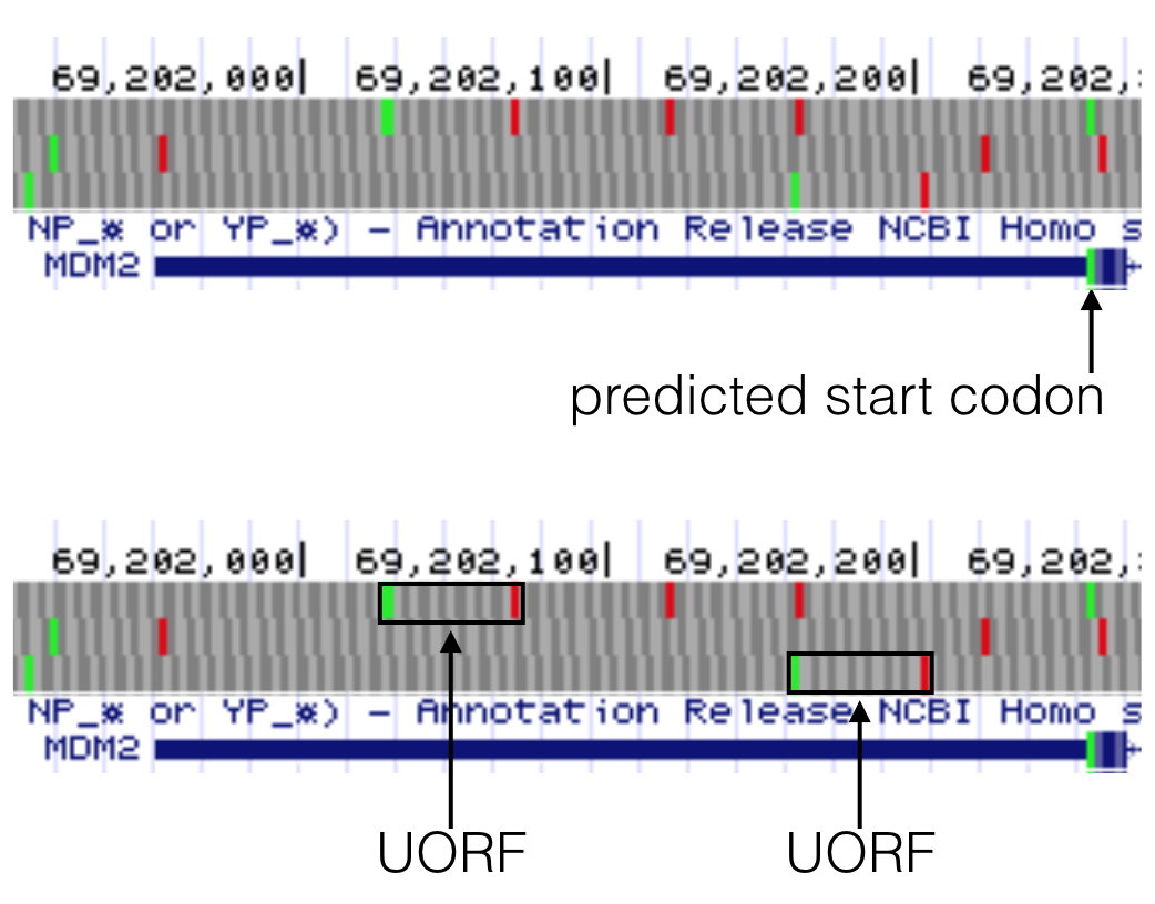MDM2 has two uORFs in the 5' UTR as highlighted here in the bottom image. Both uORFs by definition are upstream of the predicted start codon as highlighted in the top image. Notice a uORF is defined as a start codon in the 5' UTR that is followed by a stop codon **in the same reading frame**.