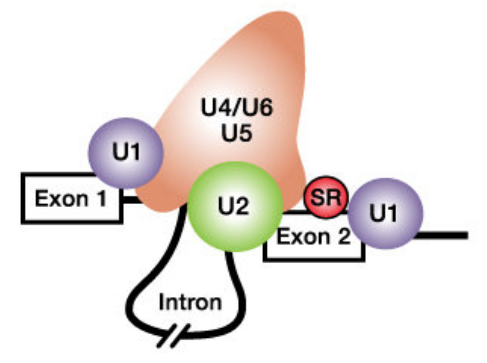 From Schneider et al. 2010. The spliceosome includes the U1, U2, U4, U5 and U6 small nuclear ribonucleoproteins (snRNPs). SR proteins (in red) and splicing enhancer sequences within the exon are also utilized for accurate splicing. THis is particularly important with long introns.