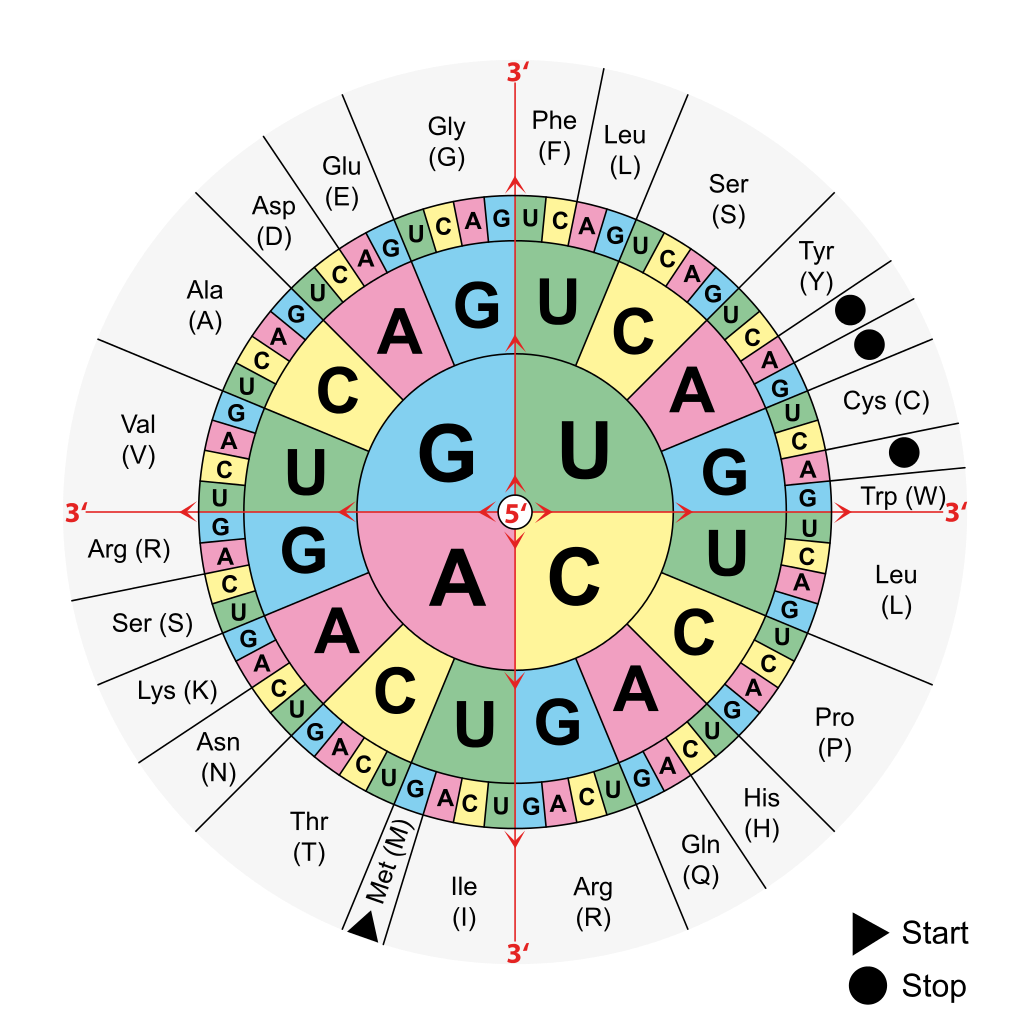 [Image from wikipedia](https://commons.wikimedia.org/wiki/File:Aminoacids_table.svg)