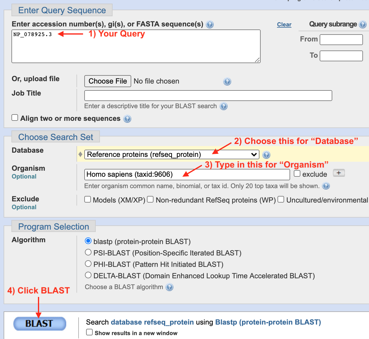 1) If you get to this page via the protein information page, your Refseq Accession number will already be present in the query window. If you get here via Google, you can type in your Refseq Accession number manually. To simplify your results, 2) choose **Reference Proteins (Refseq Proteins)** for your **Database**. 3) Type in your model system of choice in the **Organism** window. In most cases, you need to know the latin species name. 4) Now click **BLAST** then wait.