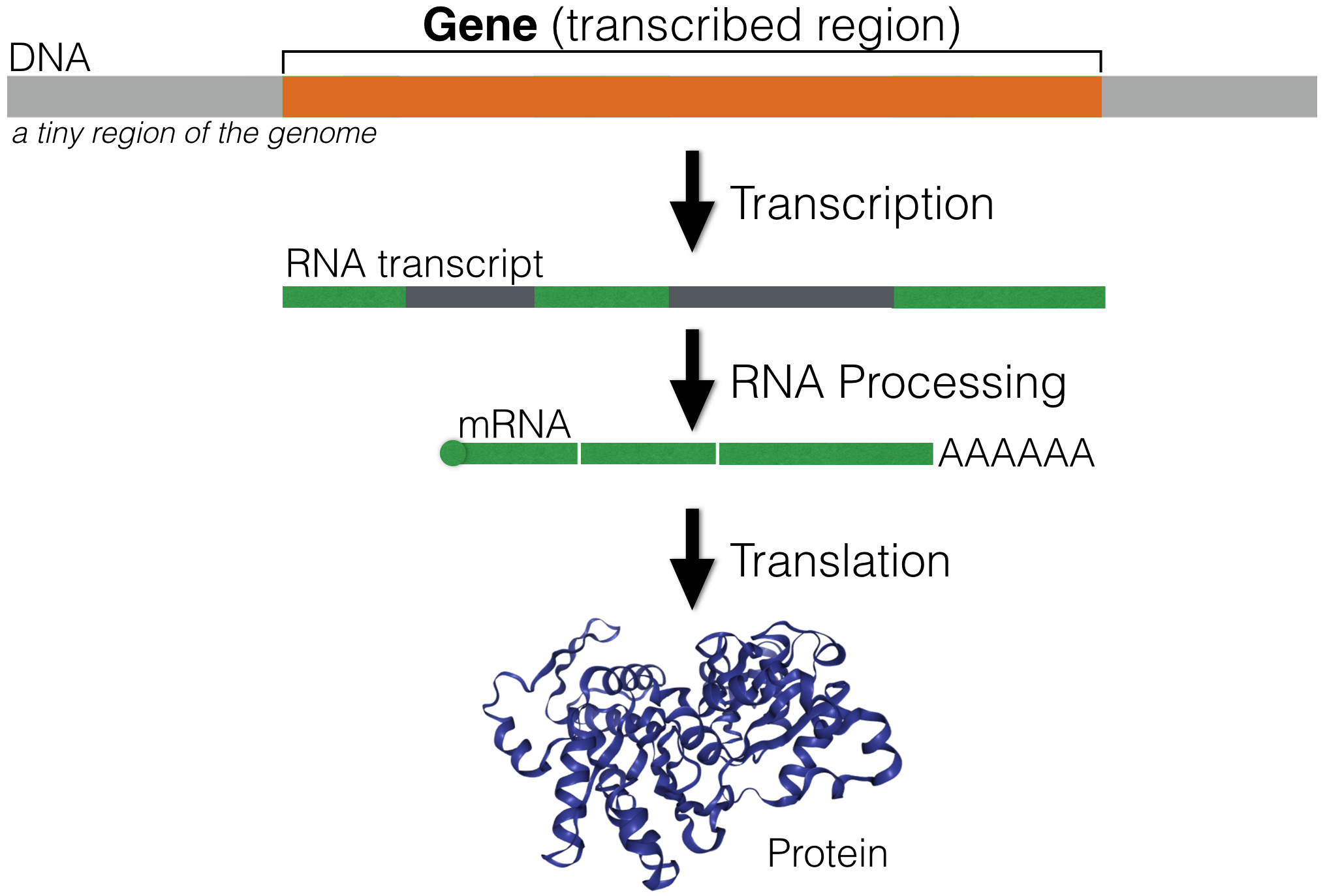 An overview of Gene Expression. A small segment of DNA (light grey) containing a single gene (orange) is shown. The RNA transcript is highlighted in green (exons) and dark gray (introns).