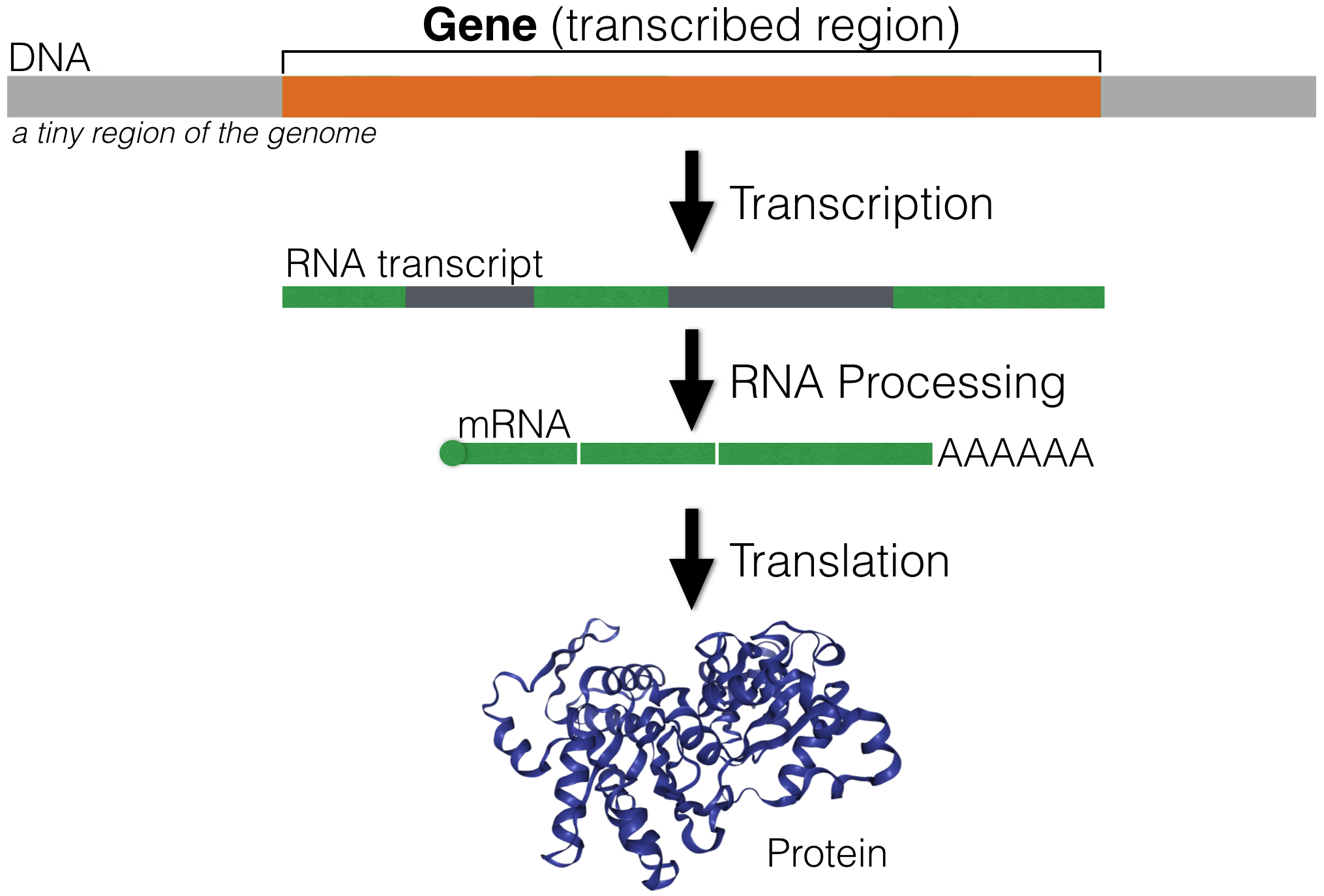 Genome browser