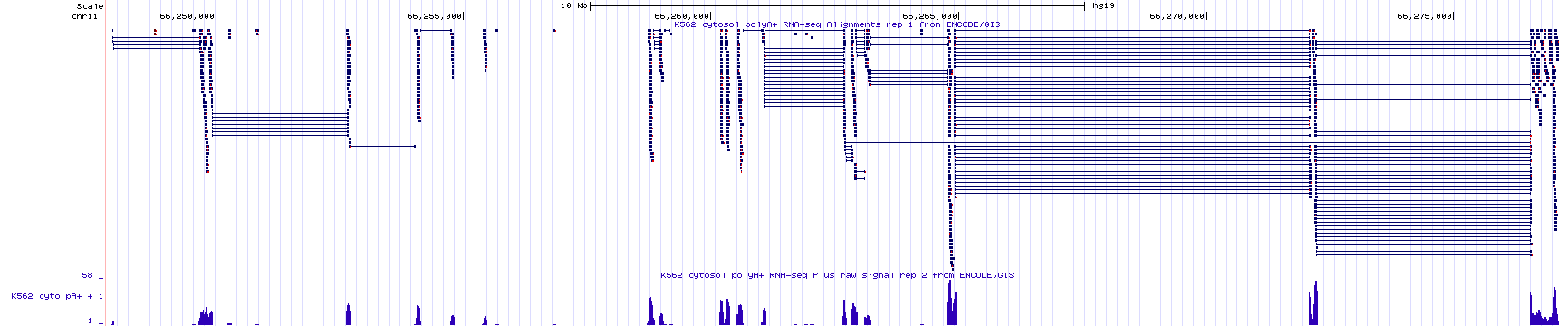 A close up view of exon 4 of BBS1. Notice the Y axis for the histogram indicates that the maximum number of sequence reads that map to this region is 11. The height for any given region of the histogram is determined by the number of reads counted. On the left, I highlight a region of exon 4 that has 5 total reads. On the right I highlight a region of exon 4 that has 2 total reads. Click image to enlarge.