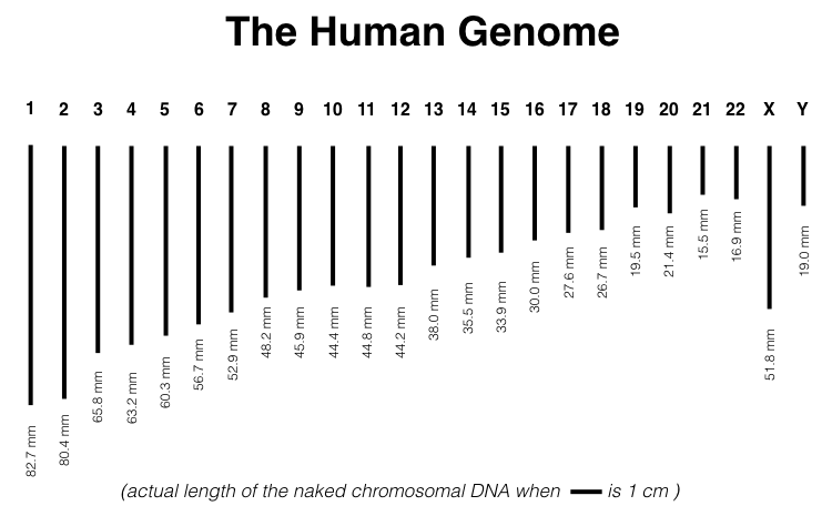 Actual length of the human genome when scale bar equals one centimeter. Naken mitochondrial DNA is too small to be shown. It is a small circular DNA molecule, with a circumference of 55 microns.