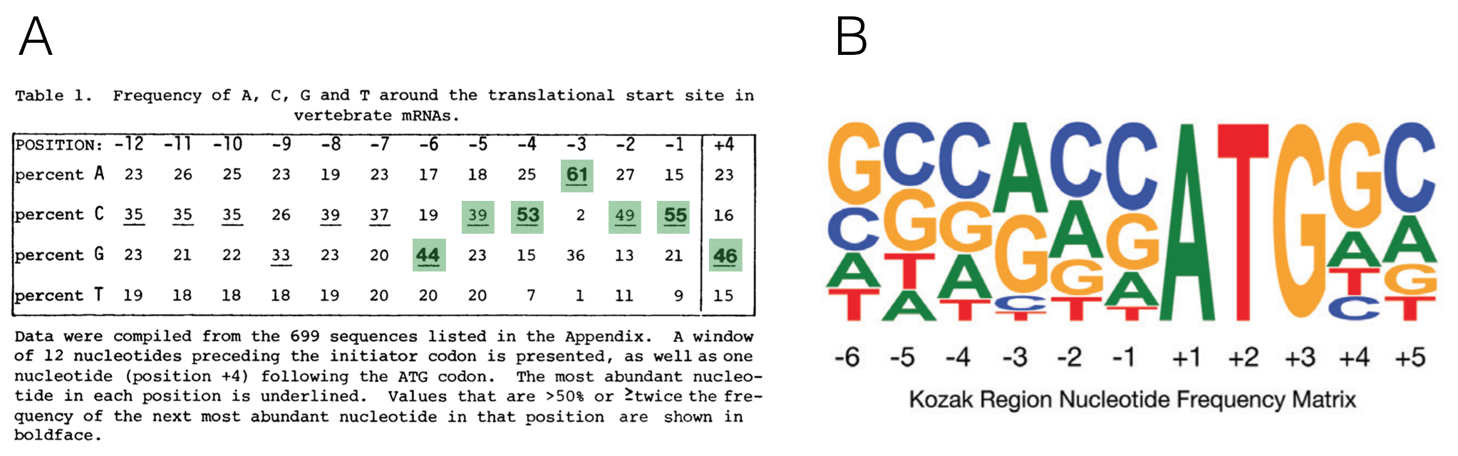 A) A multiple sequence alignment of 699 vertebrate genes displayed as a nucleotide frequency table (The ATG is not included since it is invariant). This schematic is from Kozak, 1987 with the most frequently observed nucleotides at positions -6 to +4 highlighted in green. B) This sequence logo was created 28 yeats later from the complete set of human protein coding genes. Notice the similarities!