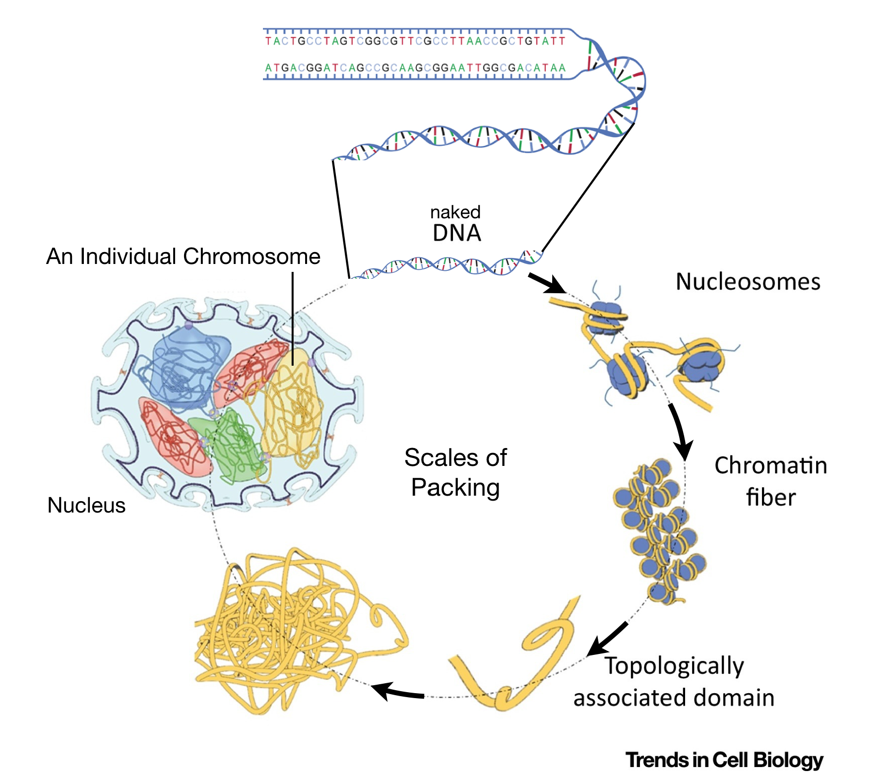 This image is modified from Uhler and Shivashankar, 2017. It shows the various levels of chromosome packing found in nuclei during interphase of the cell cycle. The first level of packing requires an octamer of histone proteins that assemble into a ball-like structure called a *nucleosome*. Naked DNA wraps around these octamers forming 'beads on a string'. Additional levels of packing into chromatin fibers and topological associated domains requires additional proteins. Individual chromosomes (23 pairs in humans) are then carefully orgnanized within the cell nucleus in a cell type-dependent manner.