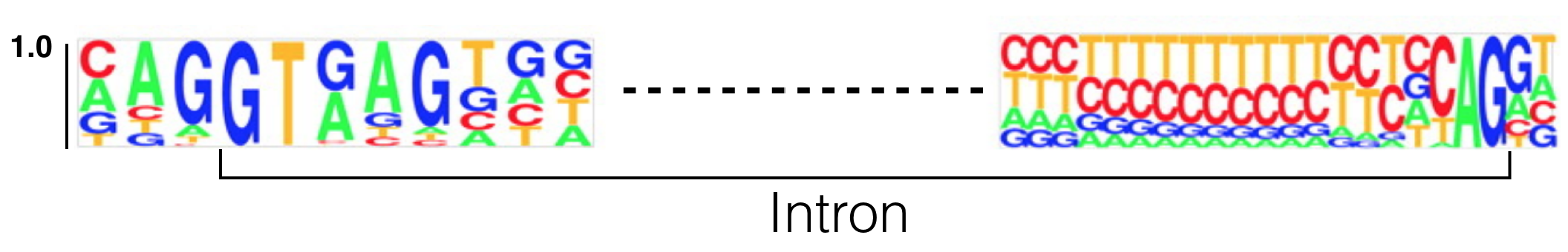 This sequence logo was created by aligning 5' and 3' splice site junctions of *all* human introns below a certain size. The Y axis represents frequency. The intron is bracketed as shown. Modified from Lim and Burge 2001.