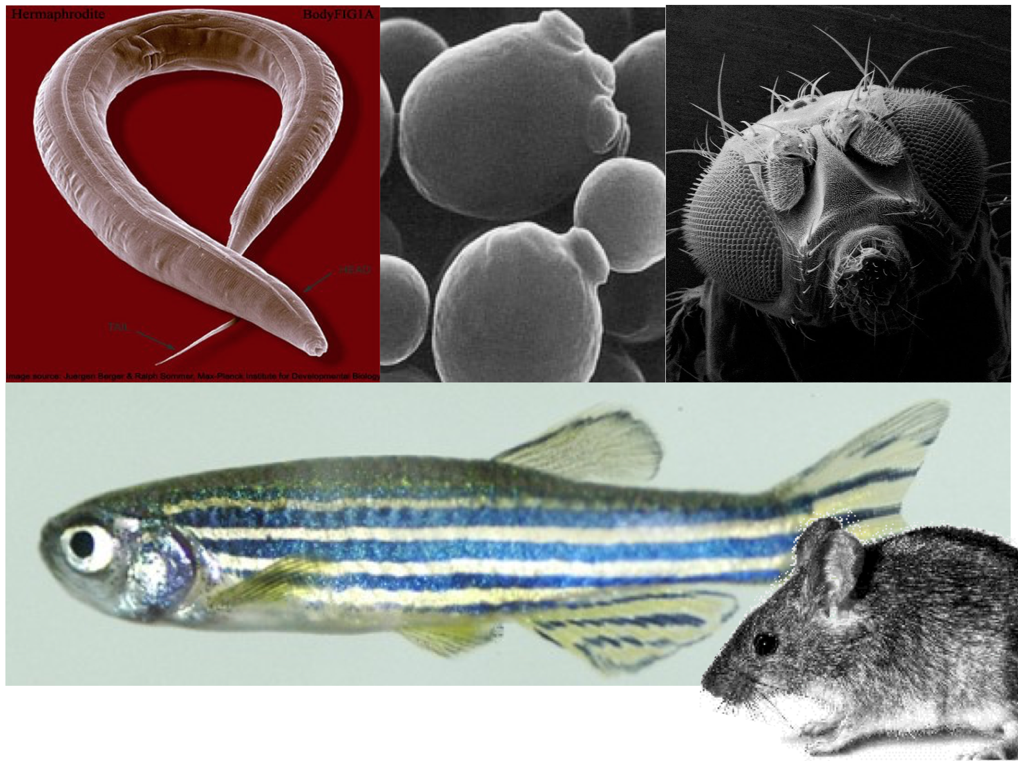 Popular model organisms used in genetic research. Clockwise from top left: *Caenorhaditis elegans* (round worm), *Saccharomyces cerevisiae* (budding yeast), *Drosophila melanogaster* (fruit fly), *Mus musculus*, (house mouse) and *Danio rerio* (zebrafish). Image sources: worm image from [Wormatlas](https://www.wormatlas.org/hermaphrodite/introduction/Introframeset.html), yeast image by Alan Wheals, University of Bath, UK., fly, mouse and fish image sources unknown.