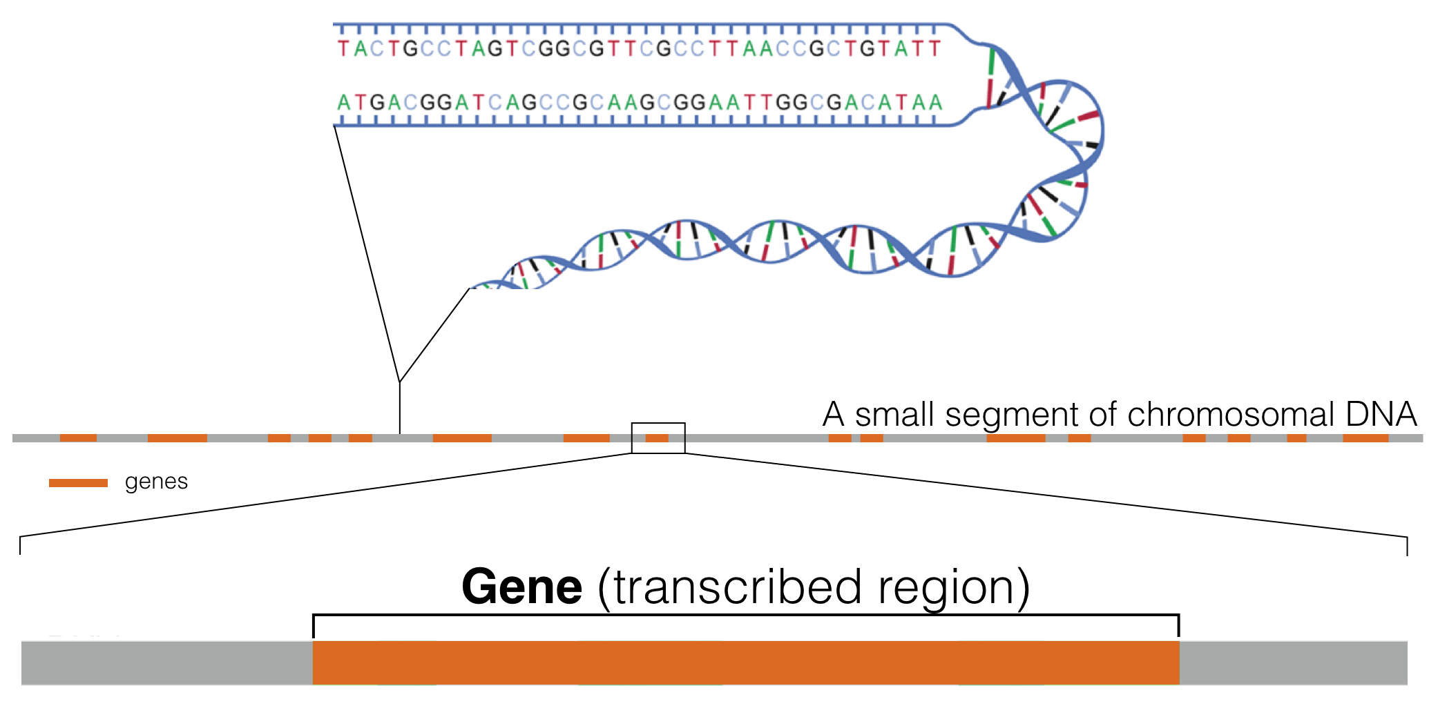 This schematic represents a hypothetical segment of a chromosome with orange rectangles representing genes distributed linearly along the DNA segment shown.