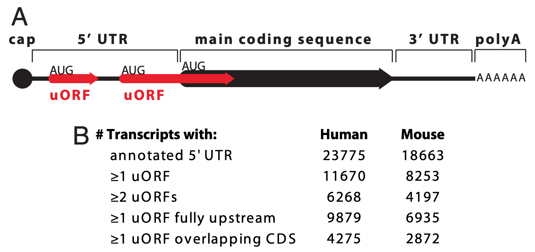 Paraphrased from Calvo et al. 2009. A) A schematic representation of an mRNA transcript with two uORFs (red arrows), one fully upstream and one overlapping the main coding sequence (black arrow). uORFs were defined by Calvo et al. as a start codon (AUG) in the 5' UTR followed by an in-frame stop codon (arrowhead) that precedes the **end** of the main coding sequence. Calvo et al. 2009 further refines the definition to only include uORFs that code for a minimum peptide length of 3 amino acids (or a coding sequence minimum length of 9 nt). (B) Number of uORFs in human and mouse RefSeq transcripts.