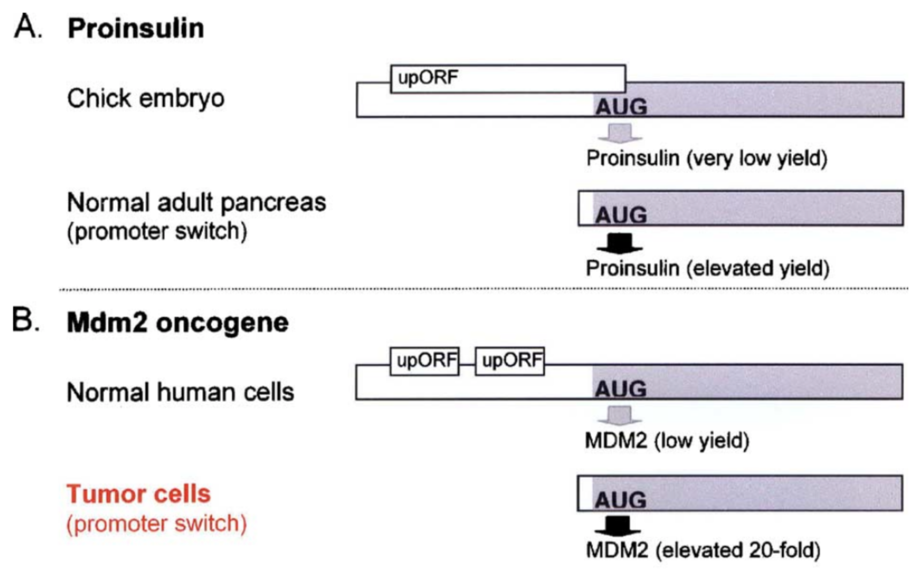 Paraphrased from Kozak, 2005. Small upstream ORFs or uORFs are thought to down-regulate translation by imposing an inefficient reinitiation mechanism. This constraint on translation ensures against harmful overproduction of potent or toxic proteins. Two examples are described here. A) The presence of an overlapping uORF allows only low-level production of proinsulin in chick embryos. In the adult pancreas where more proinsulin protein is needed, a more efficiently translated form of mRNA is produced via a downstream promoter. B) The human mdm2 oncogene has the ability to cause cancer when it is overexpressed. Overexpression of the mdm2 oncogene in tumor cells is caused by a switch in the transcriptional start site which eliminates two small uORFs, thereby elevating translation 20-fold. The first example illustrates a naturally occuring, developmental switch in gene expression. The second example only occurs in the disease state. In fact, the expression from the crytpic downstream promoter results from the presence of a p53-responsive promoter region that is preferentially utilized when p53 levels increase, a common occurance in tumor cells (Landers 1997)