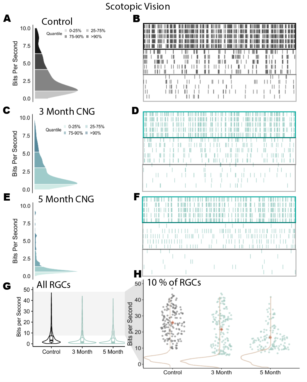 (A)Information rate distribution from cells sampled from one retina (N = ). (B)Spike times of 5 repeated trials of a b/w checkerboard stimulus at mesopic vision. Cells come from separate percentiles of the MI distribution (C-F) CNG distributions and spike trains. (3 Month and 5 Month groups have N = , N = , respectively) (G)Information rate distributions from multiple recordings. Each group contains data from three biological replicates. (H) Information rate of cells at or above the 90th percentile in each recording. Brown contours indicate information rate distributions after randomly shifting every trial.