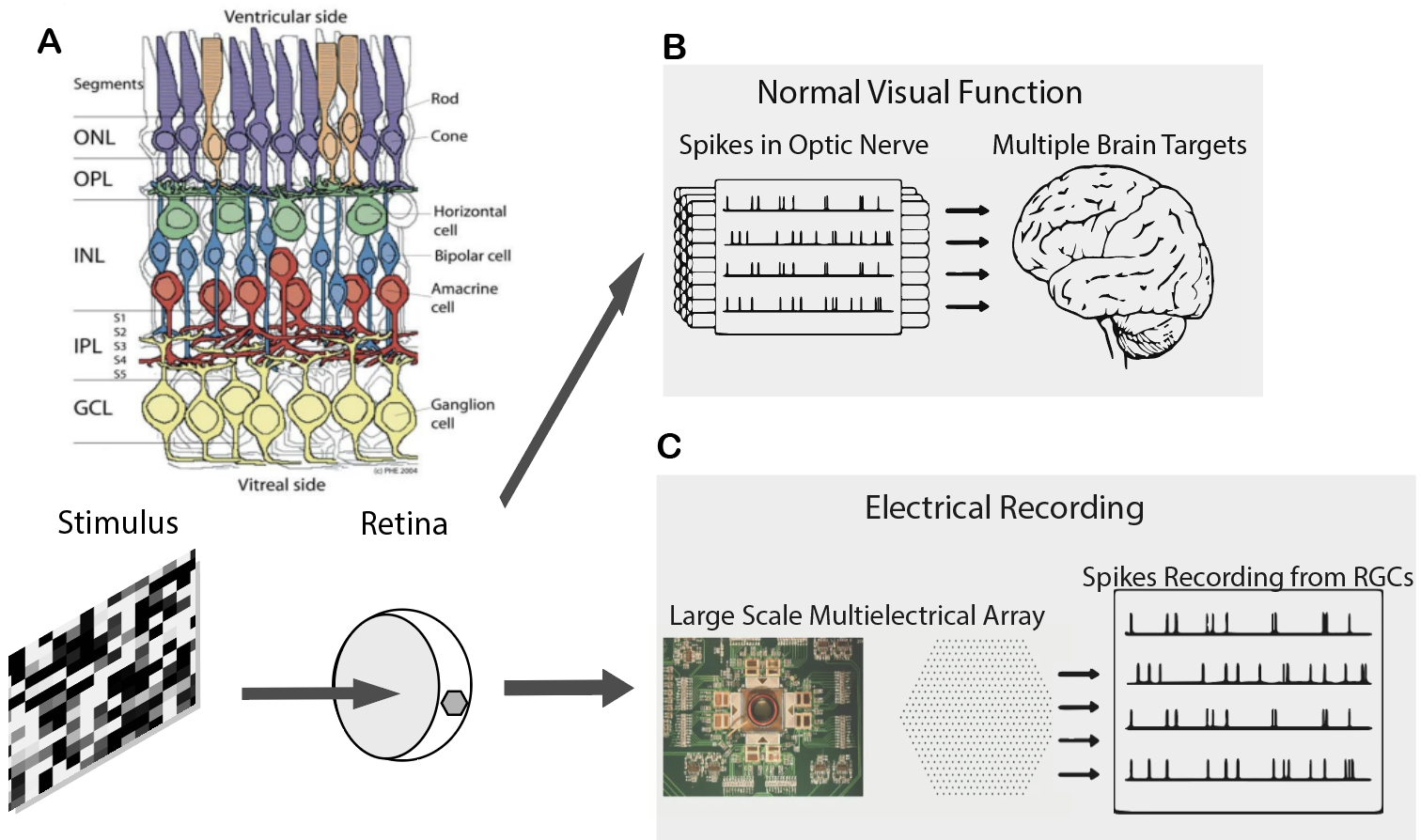 (A) Organization of retina (Adapted from (Edqvist, 2006)) (B) Normal process in visual function (C) Procedure in MEA Recordings in these experiments