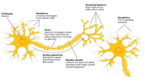 The neuron.^[[Image](http://dept.clcillinois.edu/psy/IntroductionToPsychologyText.pdf) by Martha Lally and Suzanne Valentine-French is licensed under [CC BY-NC-SA 3.0](http://creativecommons.org/licenses/by-nc-sa/3.0/)]