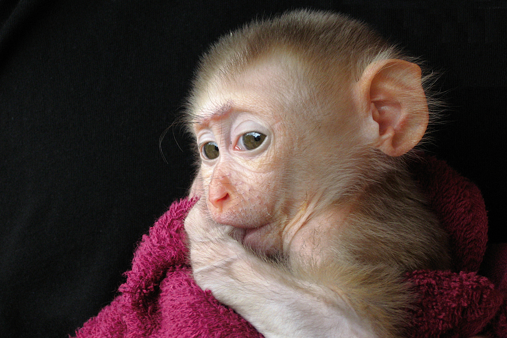 A rhesus monkey sucking its thumb.^[[Image](https://www.flickr.com/photos/30733371@N00/3183506822/) by [splotter_nl](https://www.flickr.com/photos/30733371@N00/) is licensed under [CC BY 2.0](https://creativecommons.org/licenses/by/2.0/)]