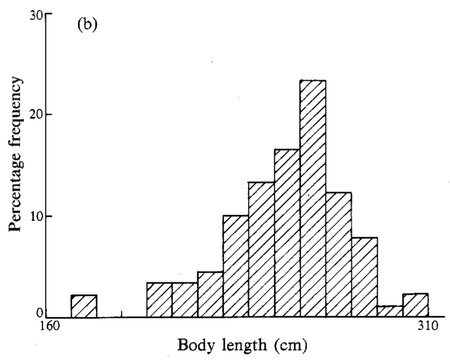 A histogram of the body length of female Weddell seals