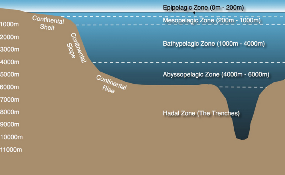 Figure 2.2: The Pelagic Zones