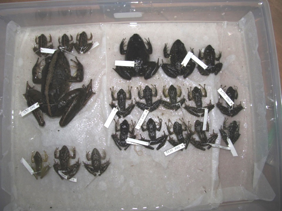 Spesimen Amfibi yang telah diatur posisinya dan diberi label spesimen untuk memudahkan identifikasi ulang di laboratorium